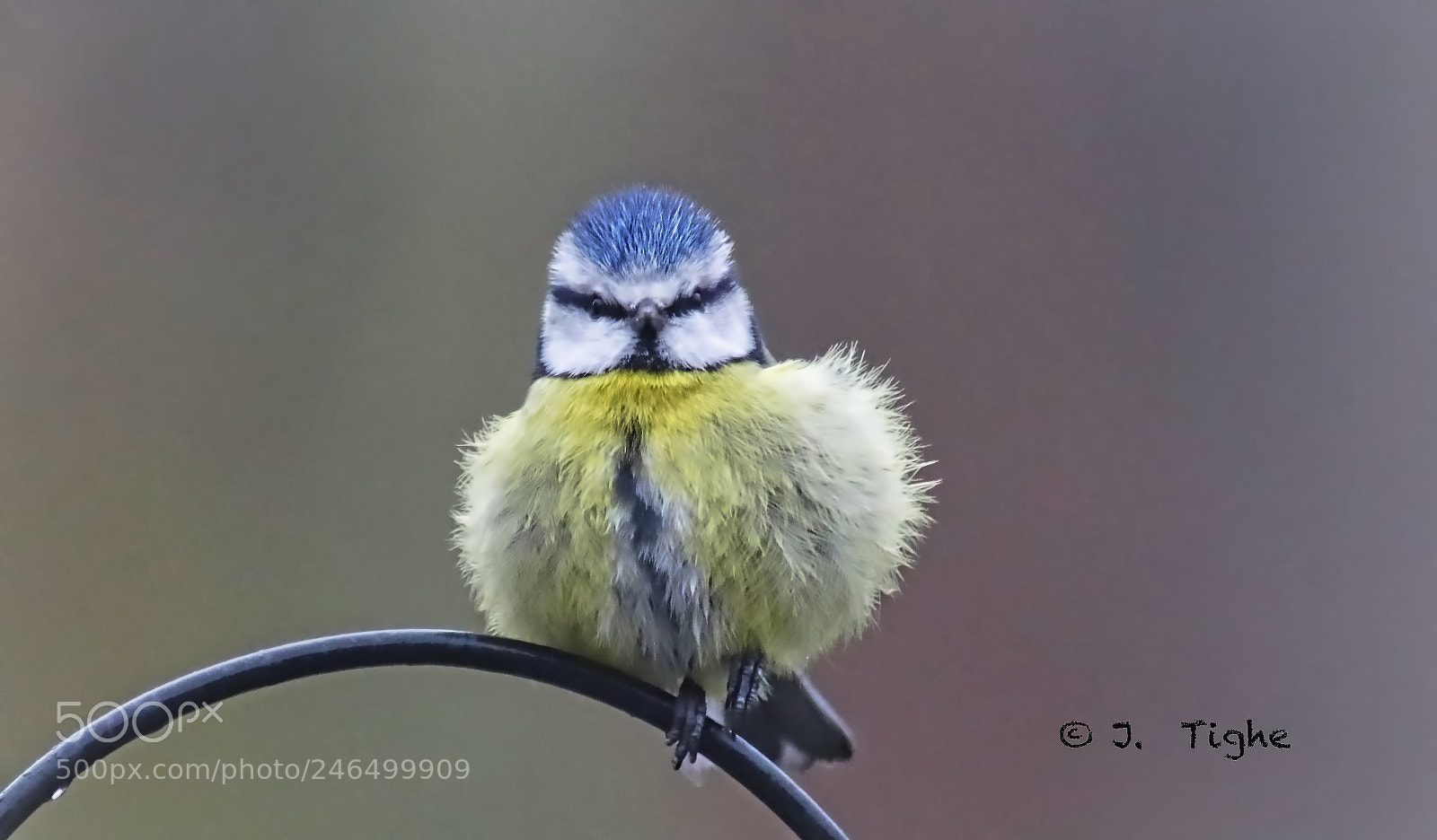 Canon EOS 77D (EOS 9000D / EOS 770D) sample photo. Blue tit photography