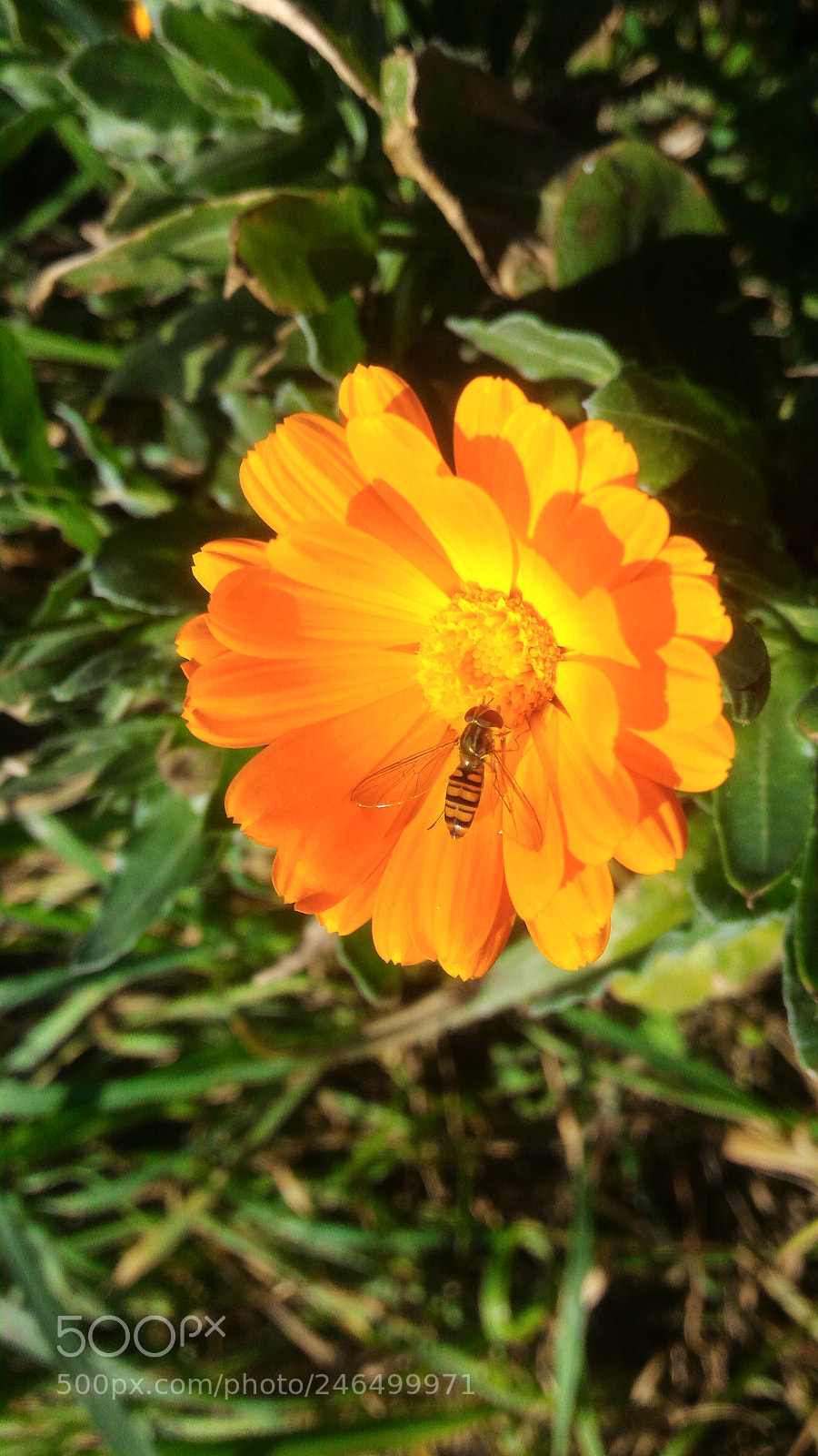 ASUS ZenFone 2 (ZE551ML) sample photo. Untitled photography