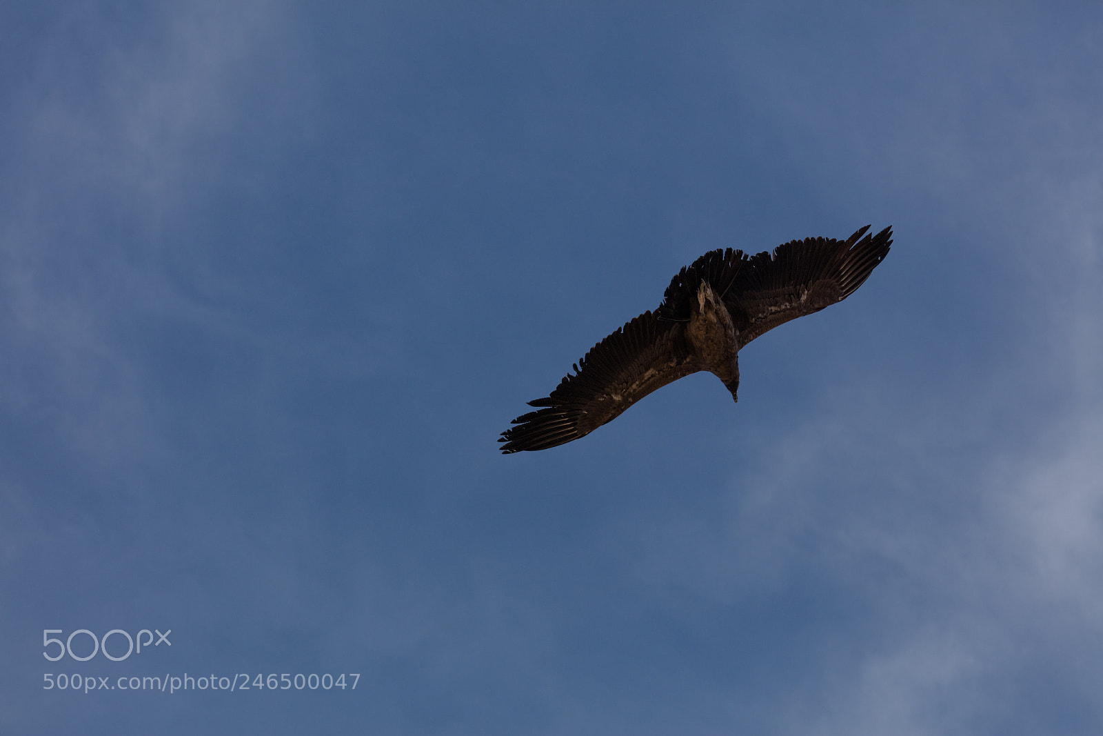 Canon EOS 5DS R sample photo. Condor flying  in peru photography