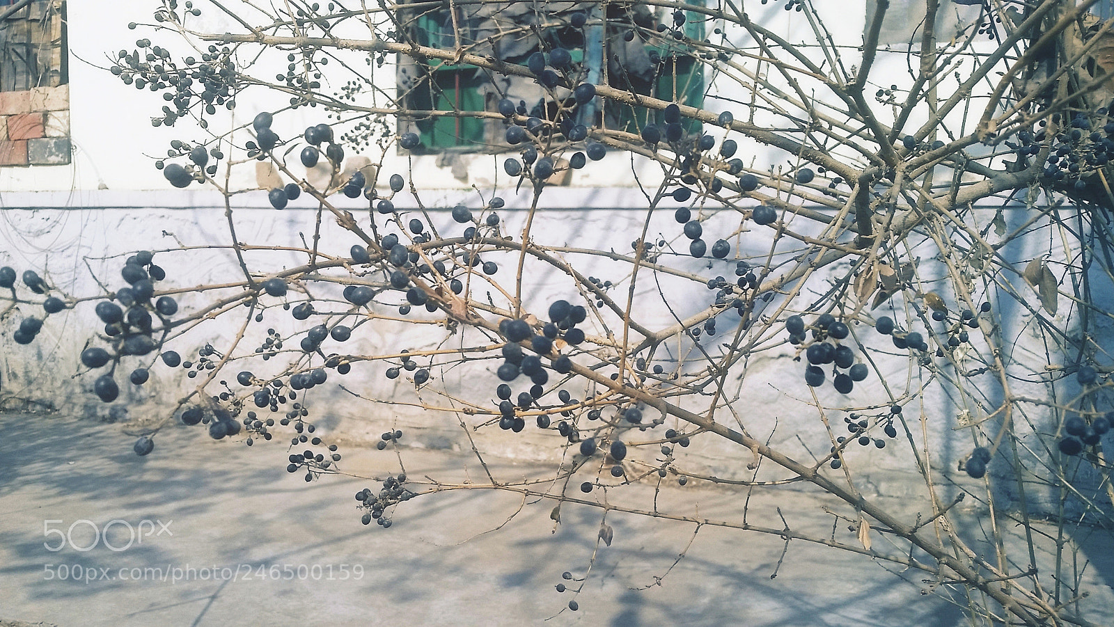 Samsung Galaxy S5 sample photo. Bird bird, can you photography