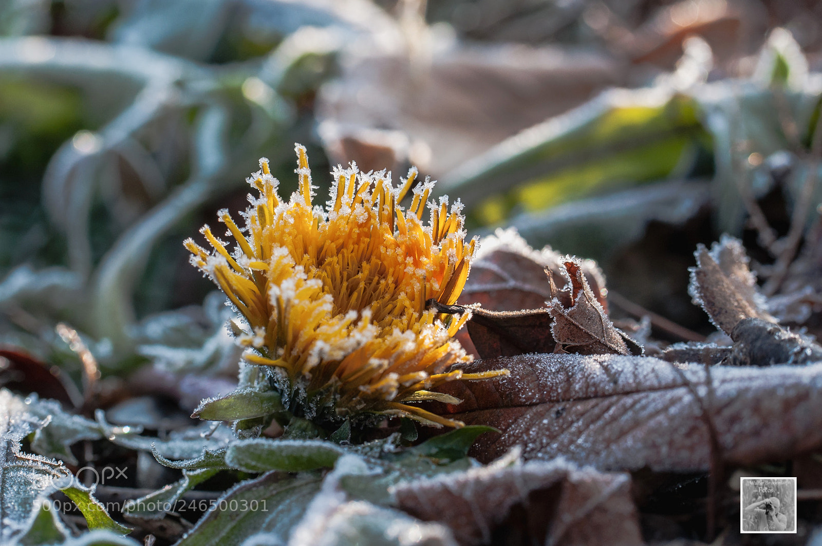 Nikon D5000 sample photo. Tamron 60mm macro 2.0 photography