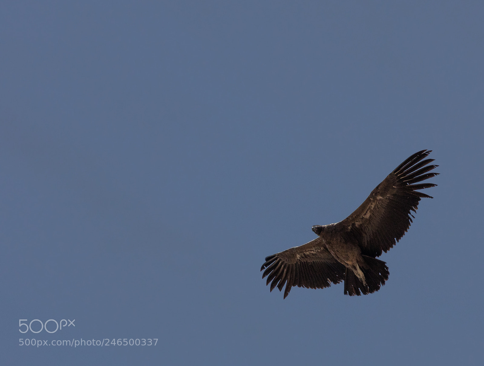 Canon EOS 5DS R sample photo. Condor flying  in peru photography
