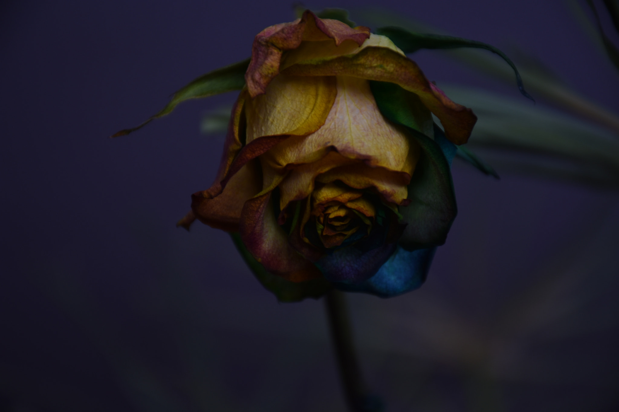 Nikon D3400 sample photo. Dried flower ... photography