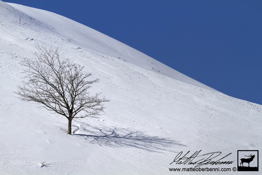 Canon EOS 7D sample photo. Il solitario photography