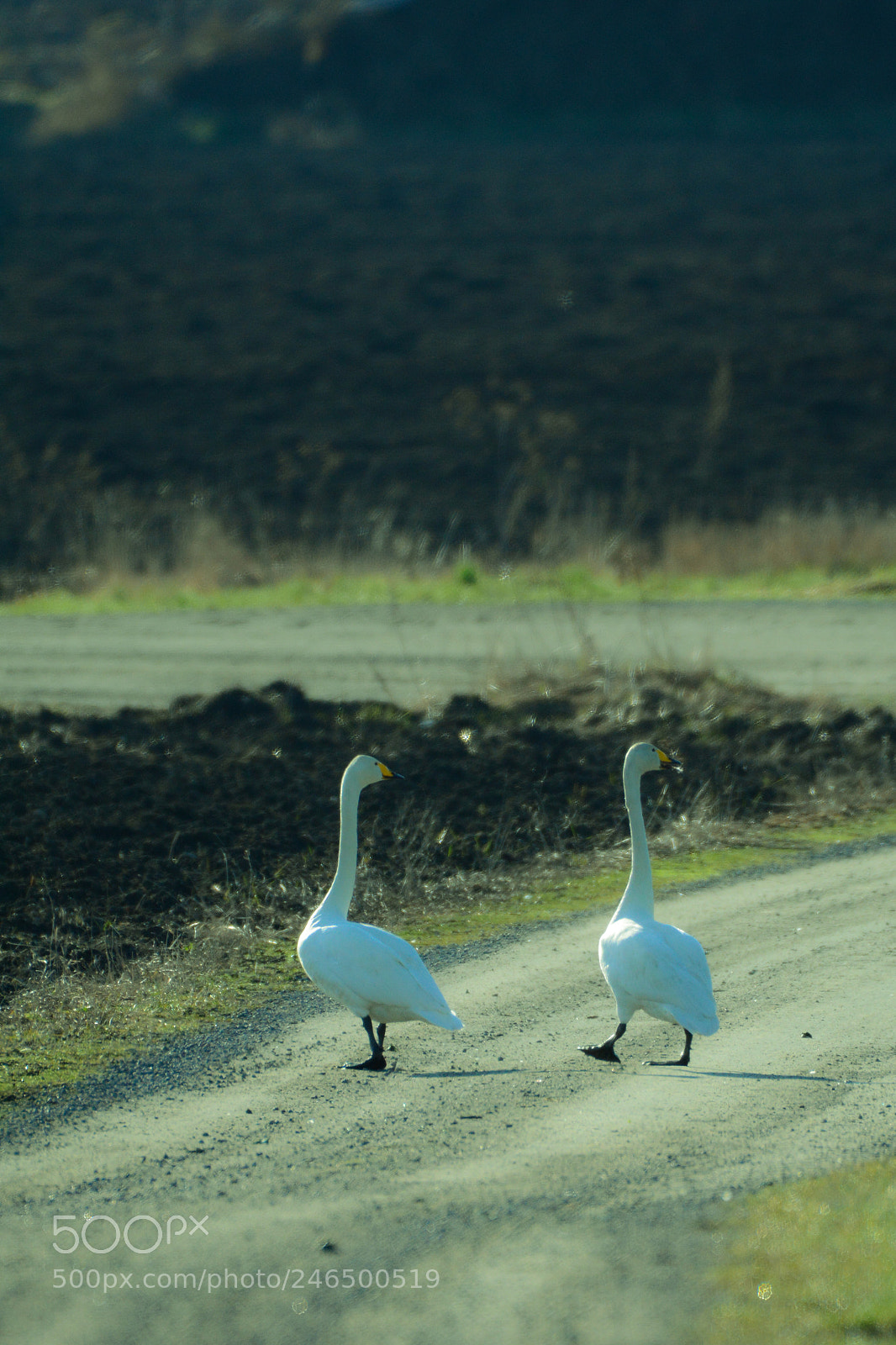Nikon D7100 sample photo. Swans at a morning photography