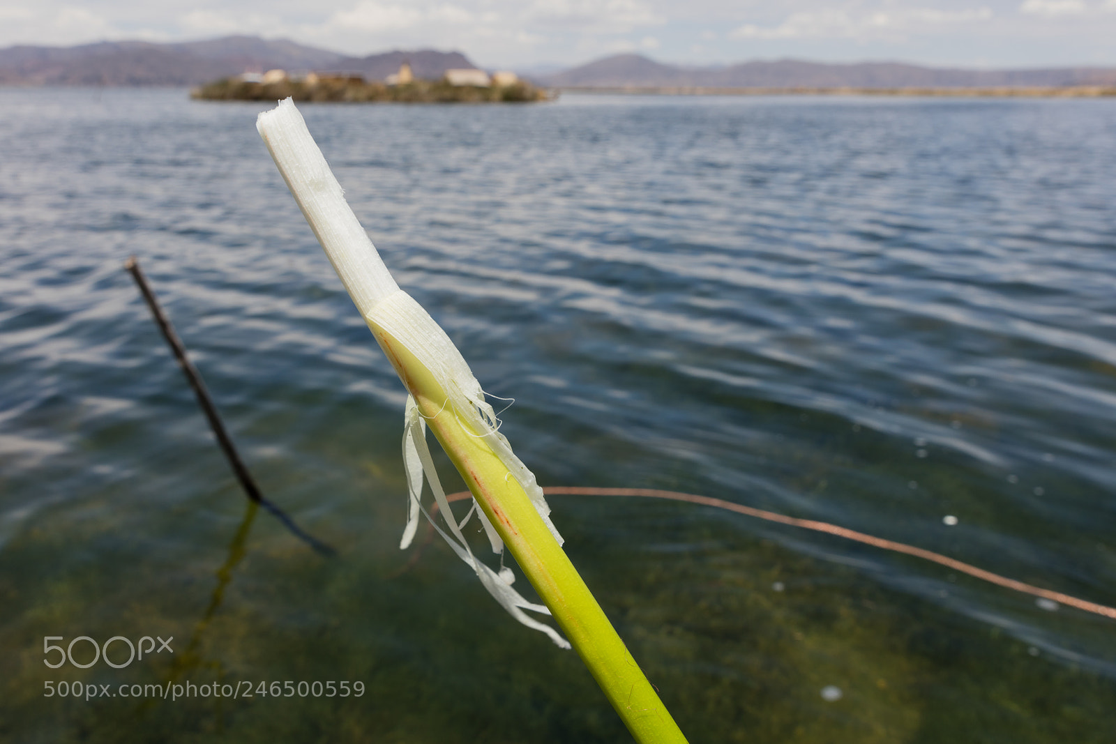 Canon EOS 5DS R sample photo. Fresh edible totora rod photography