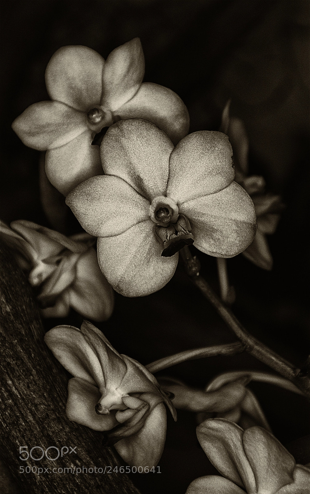 Nikon D7100 sample photo. Orchid photography