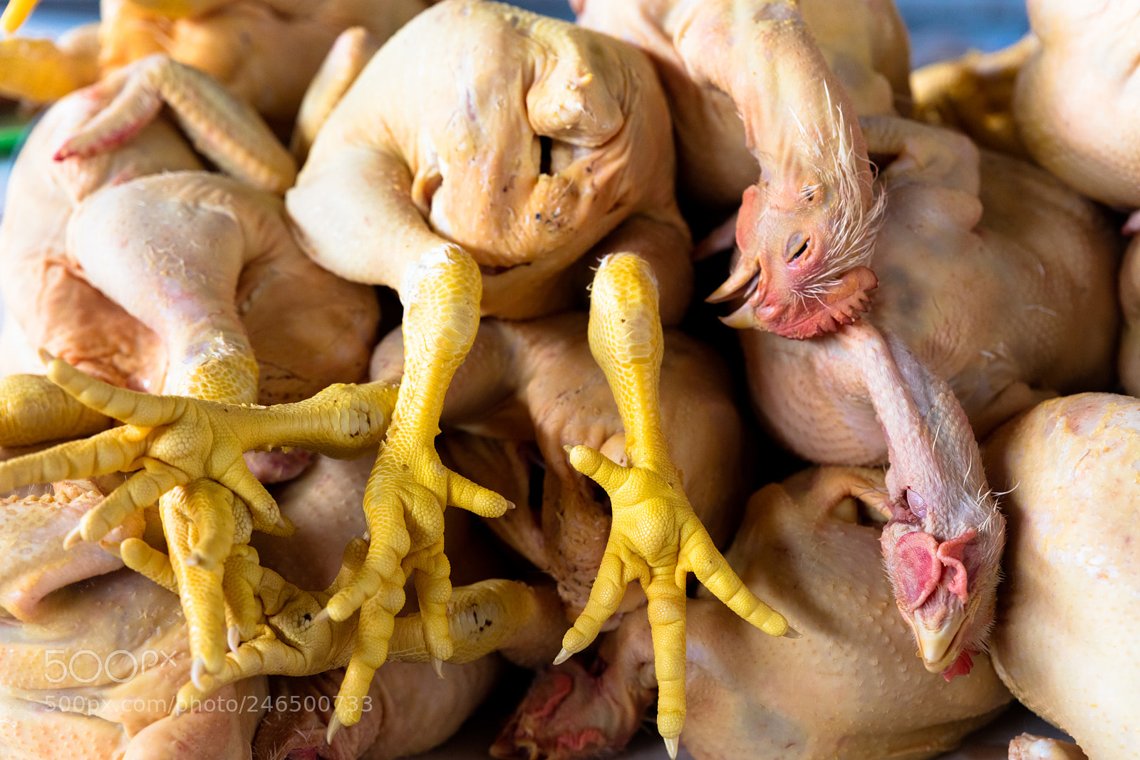 Canon EOS 5DS R sample photo. Chicken exposed in market photography