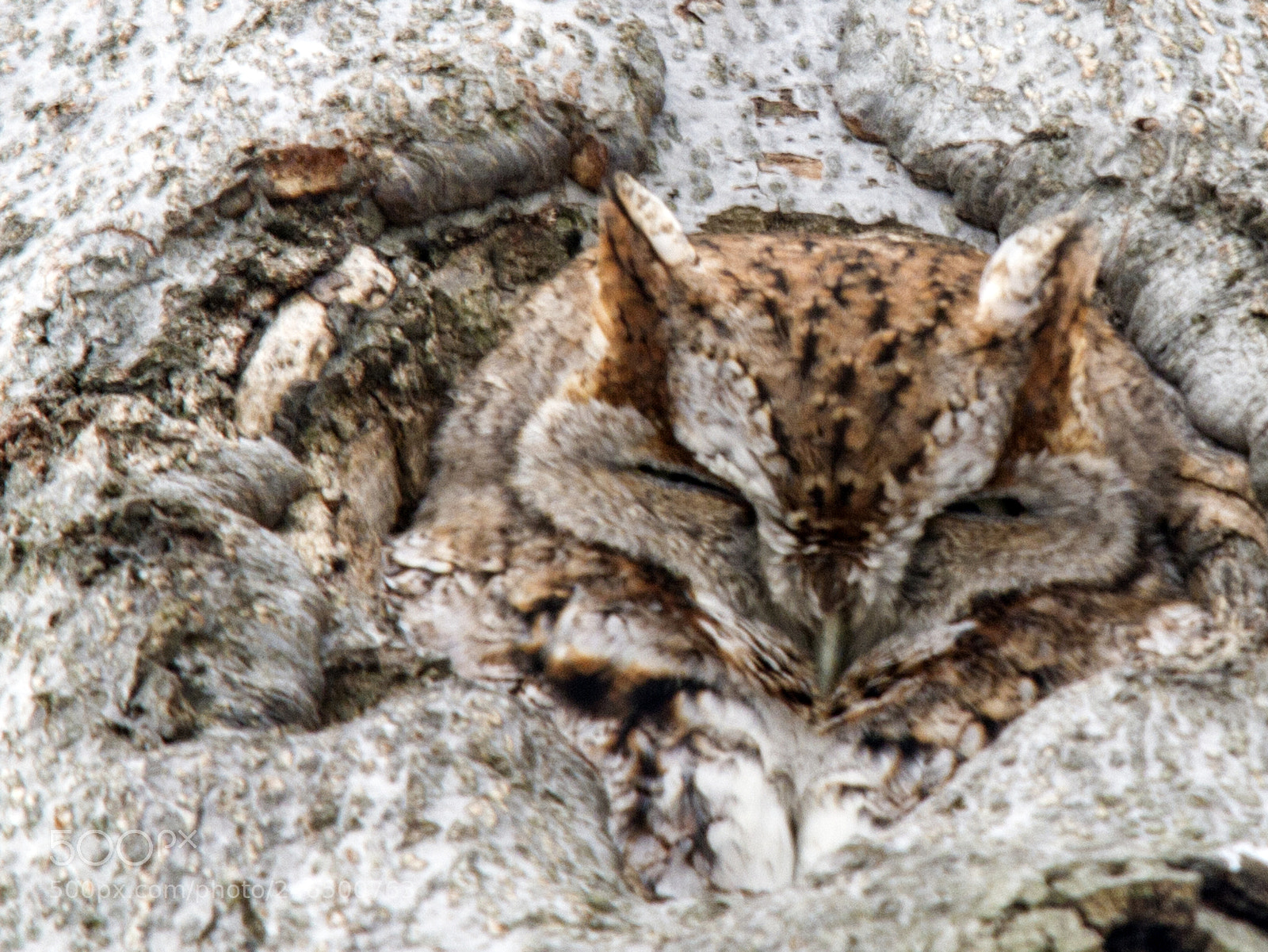 Canon EOS 7D sample photo. Camouflage photography