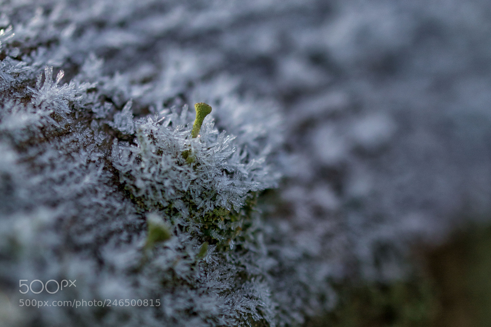 Canon EOS 700D (EOS Rebel T5i / EOS Kiss X7i) sample photo. Frost photography
