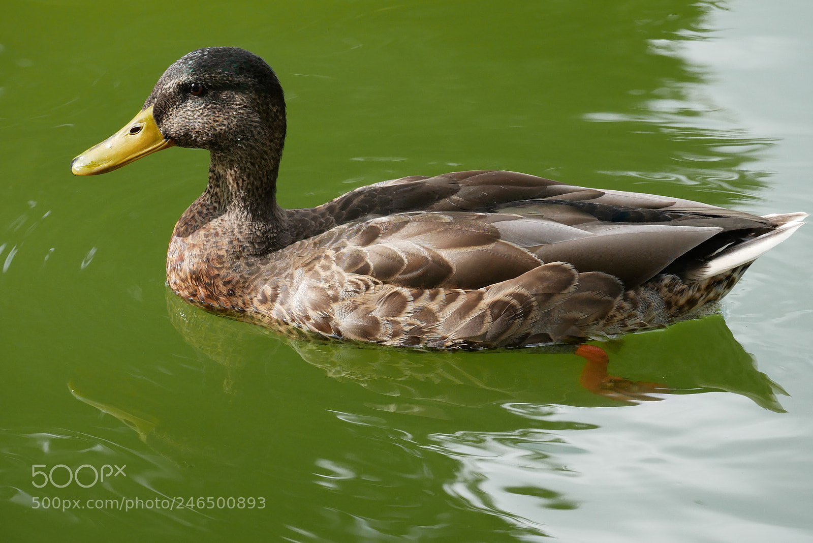 Panasonic Lumix DMC-GX85 (Lumix DMC-GX80 / Lumix DMC-GX7 Mark II) sample photo. Duck 1 photography