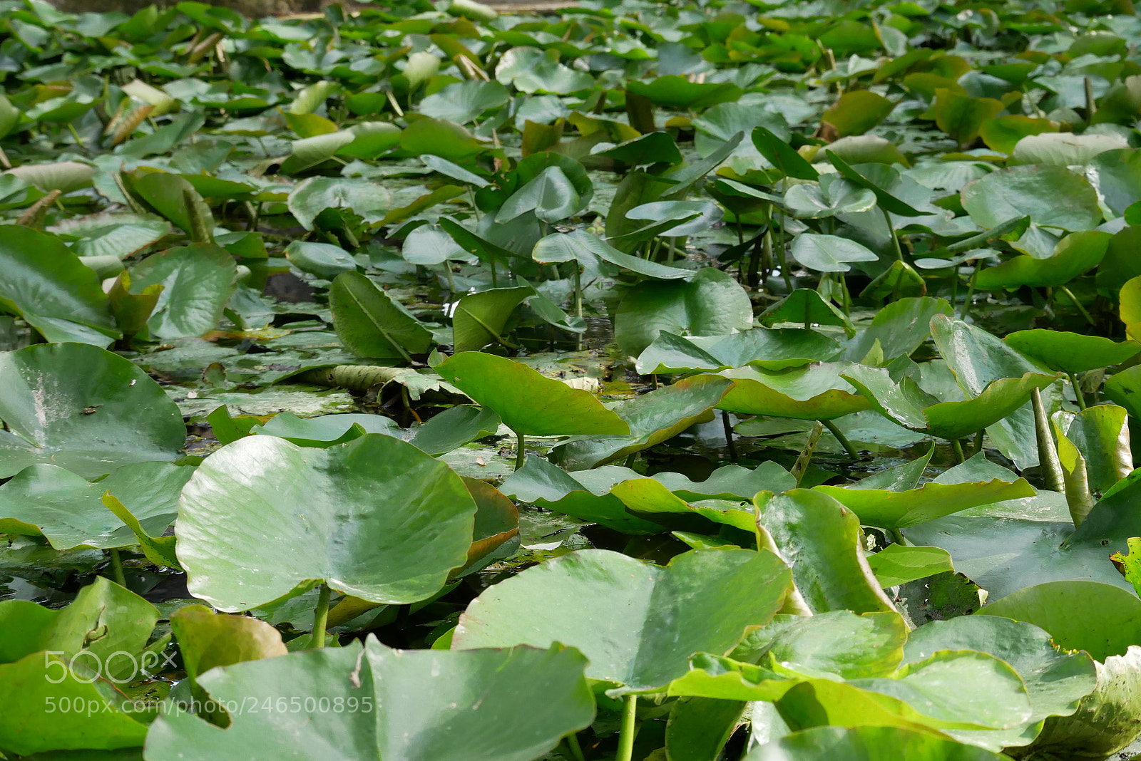 Panasonic Lumix DMC-GX85 (Lumix DMC-GX80 / Lumix DMC-GX7 Mark II) sample photo. Aquatic plant photography