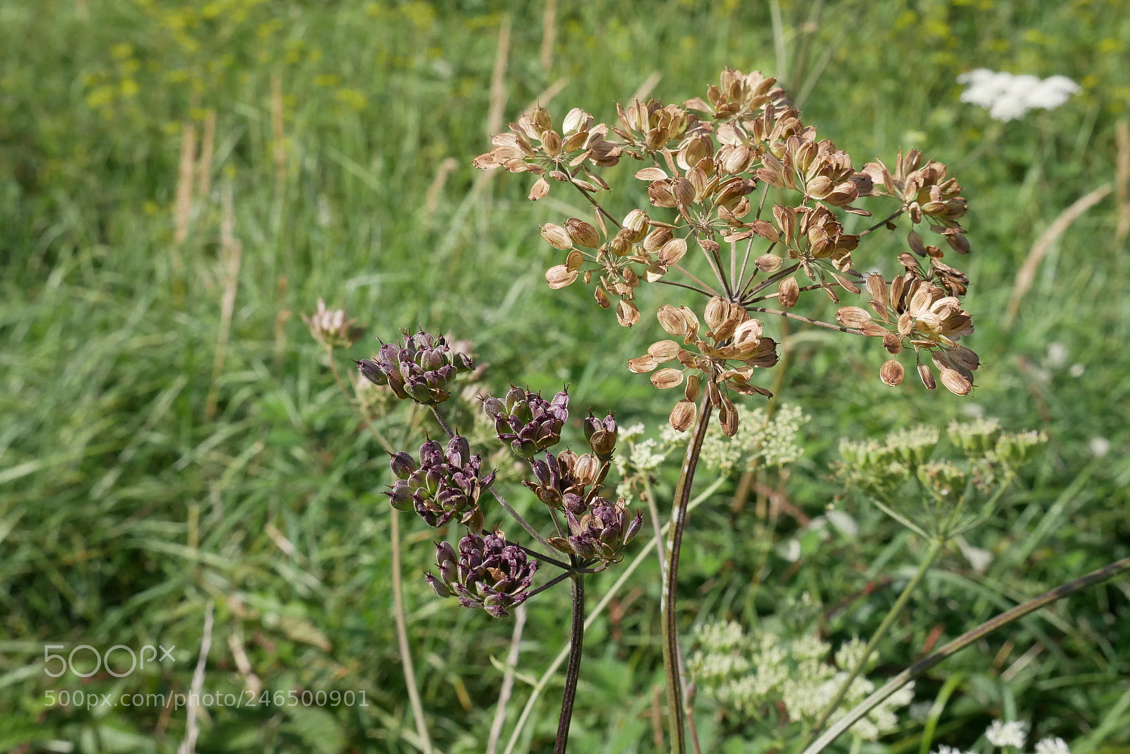Panasonic Lumix DMC-GX85 (Lumix DMC-GX80 / Lumix DMC-GX7 Mark II) sample photo. Flower 5 photography