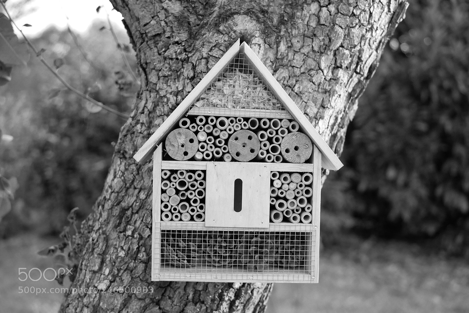 Panasonic Lumix DMC-GX85 (Lumix DMC-GX80 / Lumix DMC-GX7 Mark II) sample photo. Bugs home photography