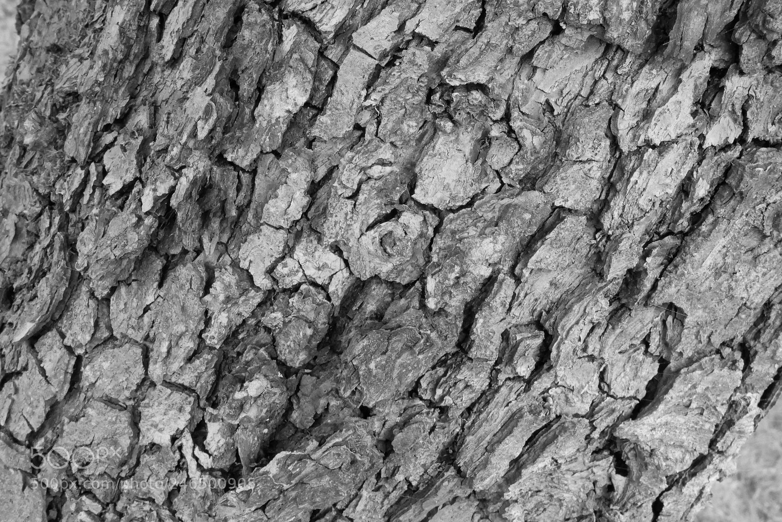 Panasonic Lumix DMC-GX85 (Lumix DMC-GX80 / Lumix DMC-GX7 Mark II) sample photo. Bark photography