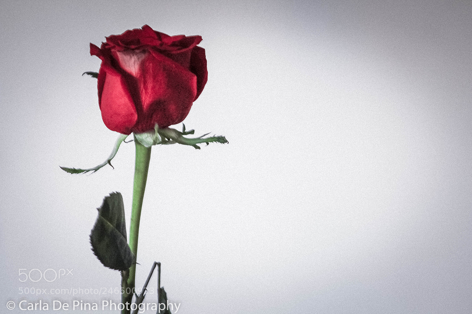 Canon EOS 700D (EOS Rebel T5i / EOS Kiss X7i) sample photo. Red rose.. photography