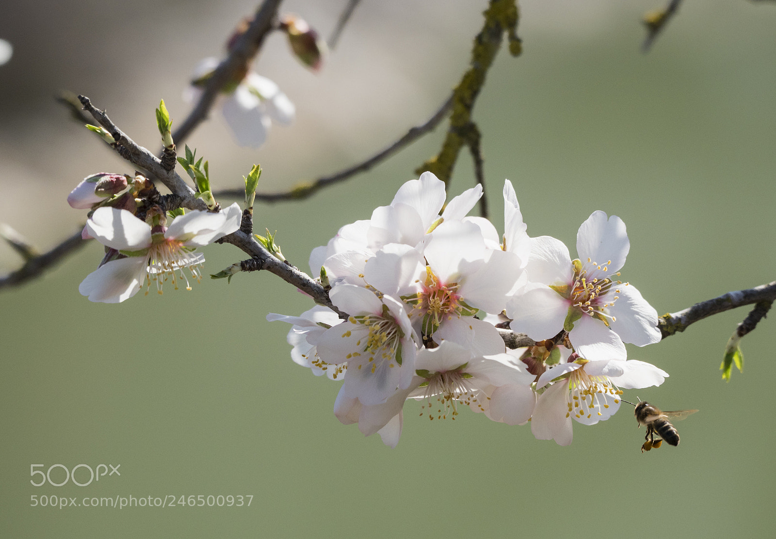 Olympus OM-D E-M1 Mark II sample photo. Spring is coming. photography