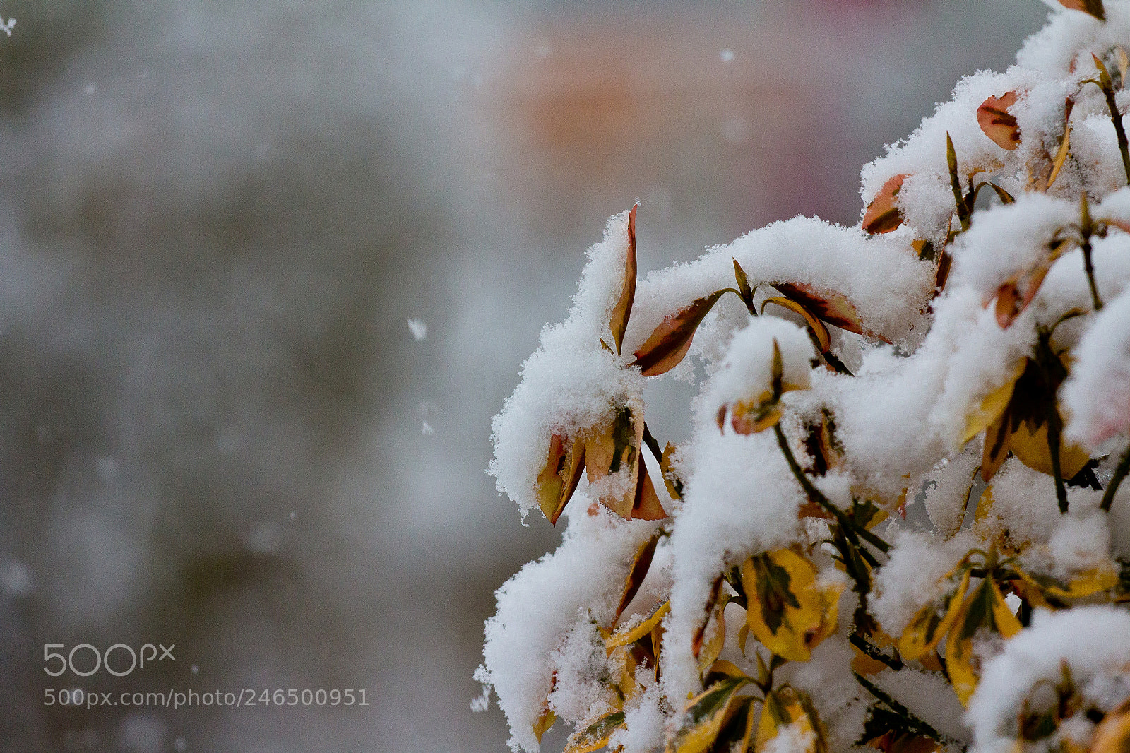 Canon EOS 60D sample photo. Let it snow photography