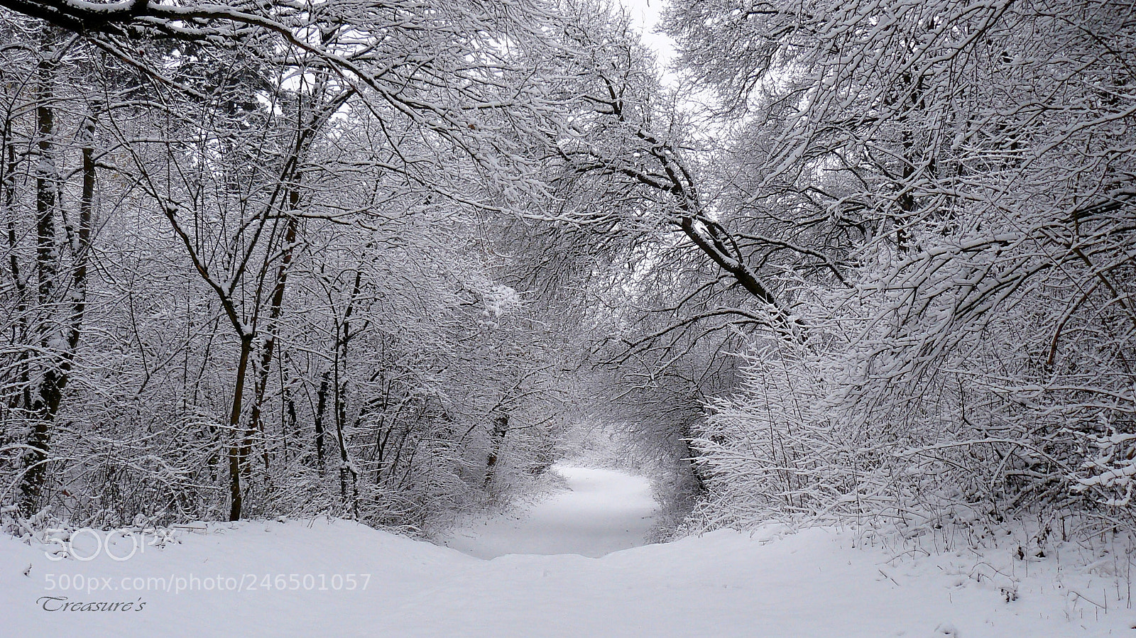 Panasonic DMC-FZ8 sample photo. Snowy forrest photography