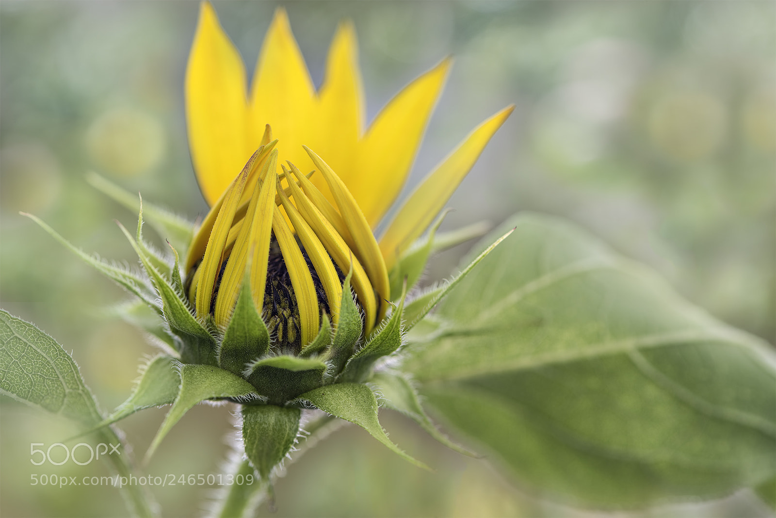 Nikon D810 sample photo. I will promise you photography