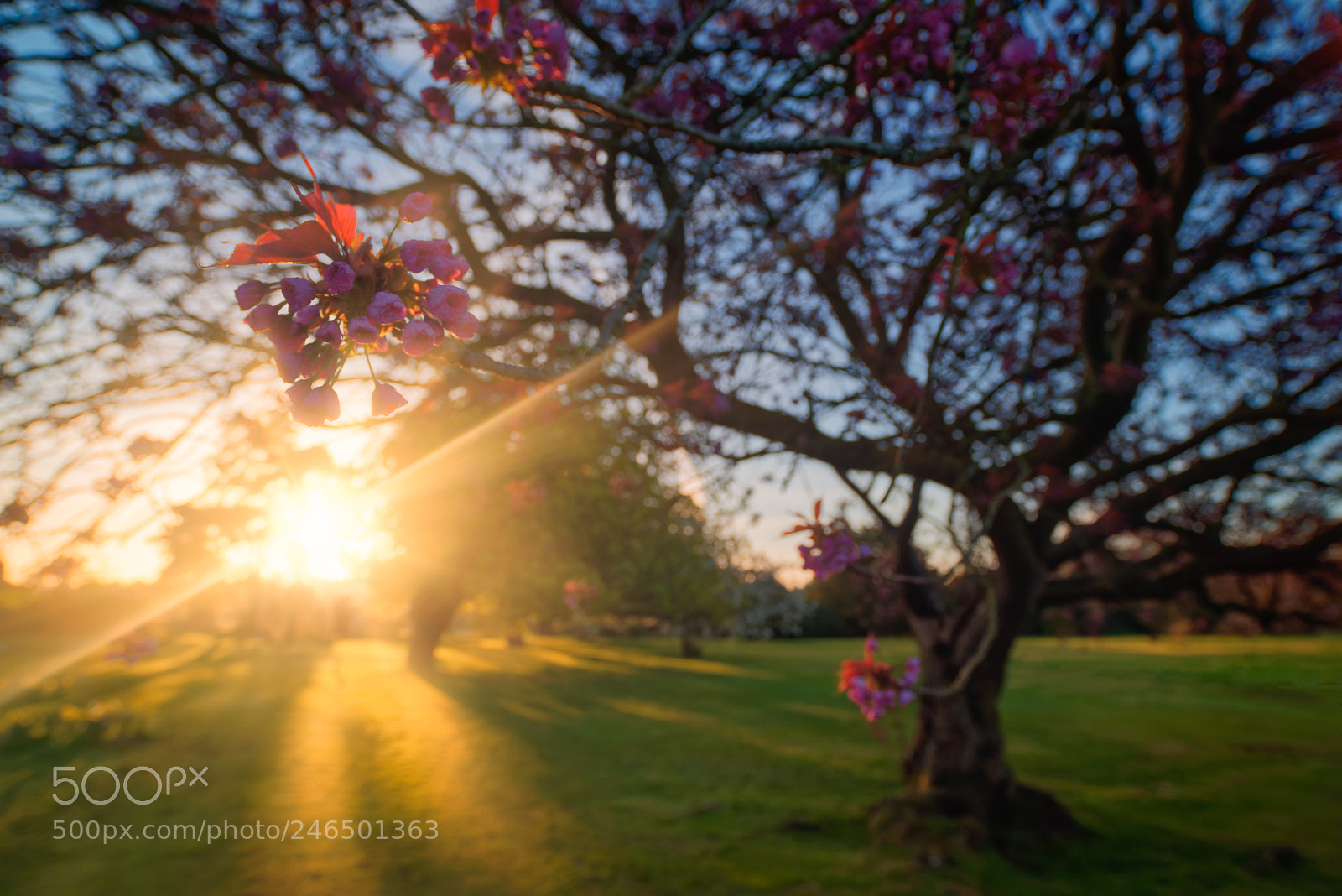 Nikon D810 sample photo. 'sun kissed blossom' photography