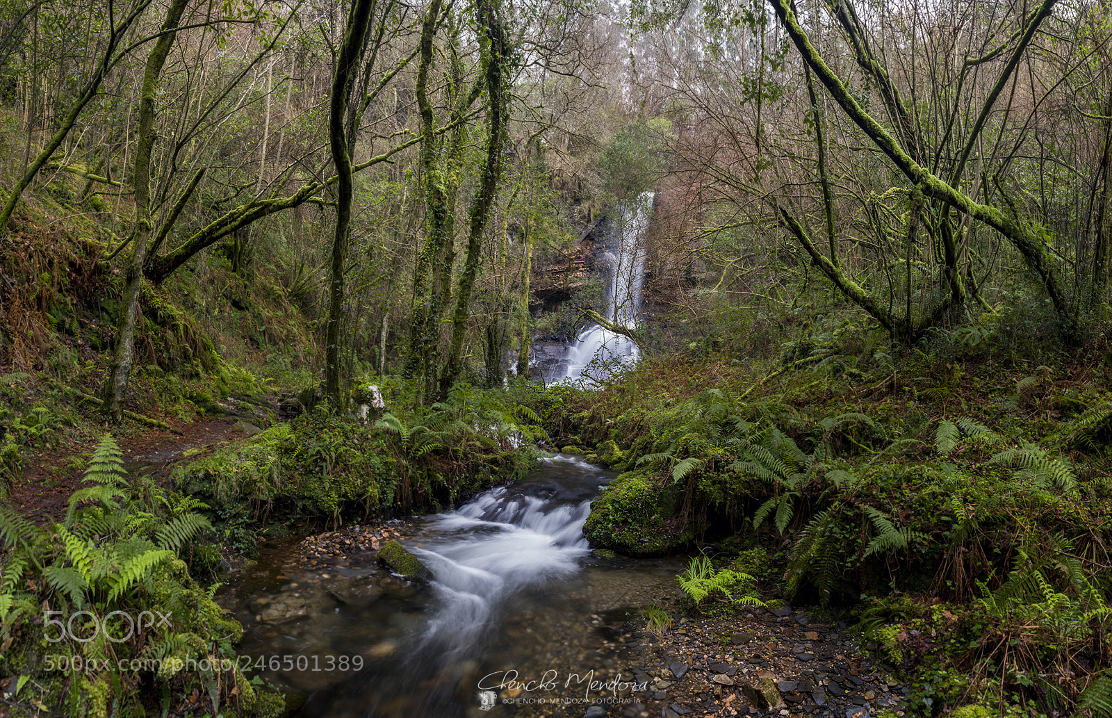 Nikon D610 sample photo. Into the wild photography