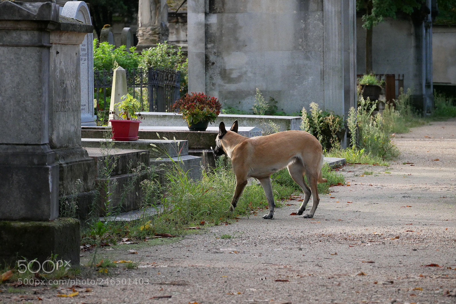 Panasonic Lumix DMC-GX85 (Lumix DMC-GX80 / Lumix DMC-GX7 Mark II) sample photo. Dog in p re photography