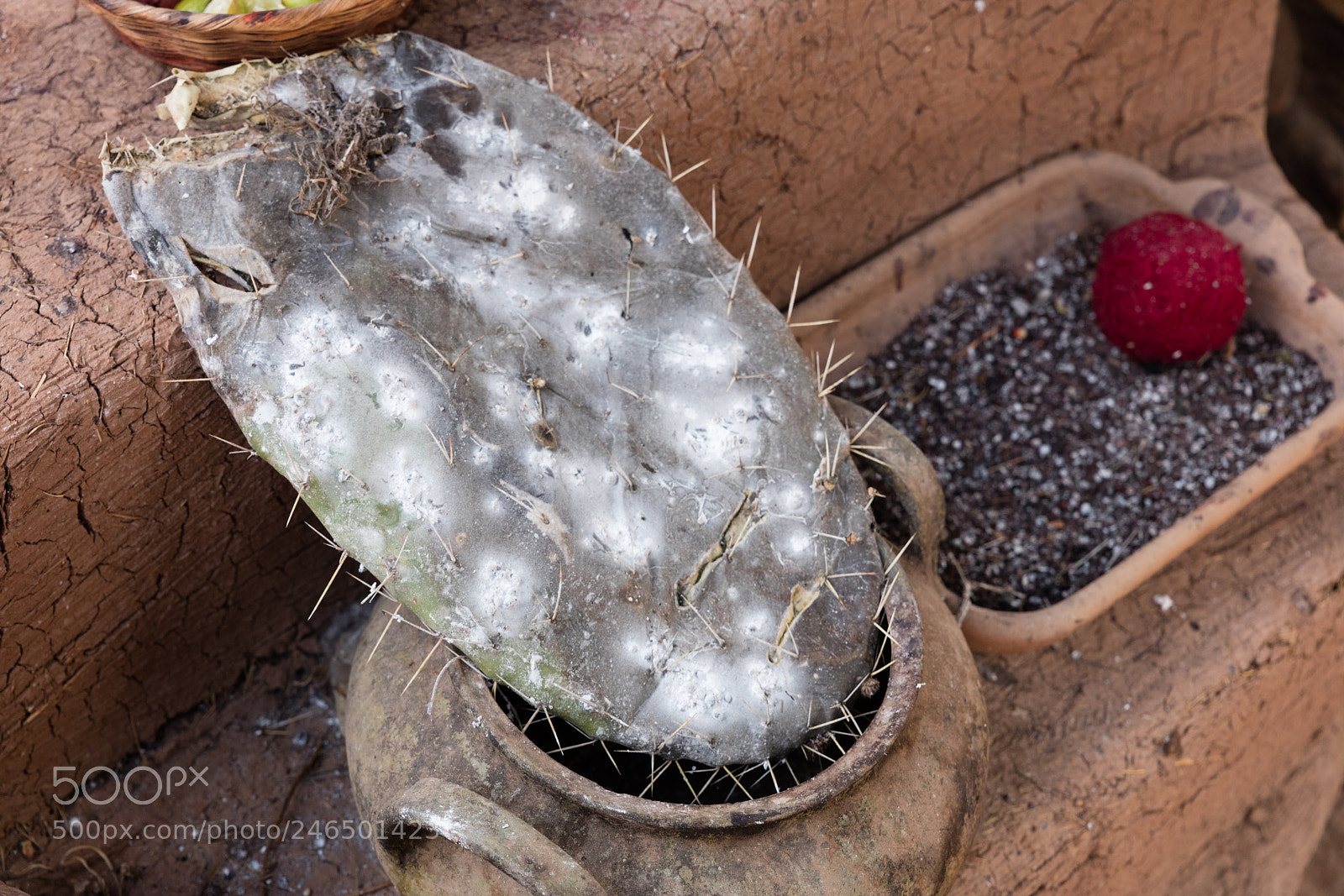 Canon EOS 5DS R sample photo. Cottony cushion scale photography