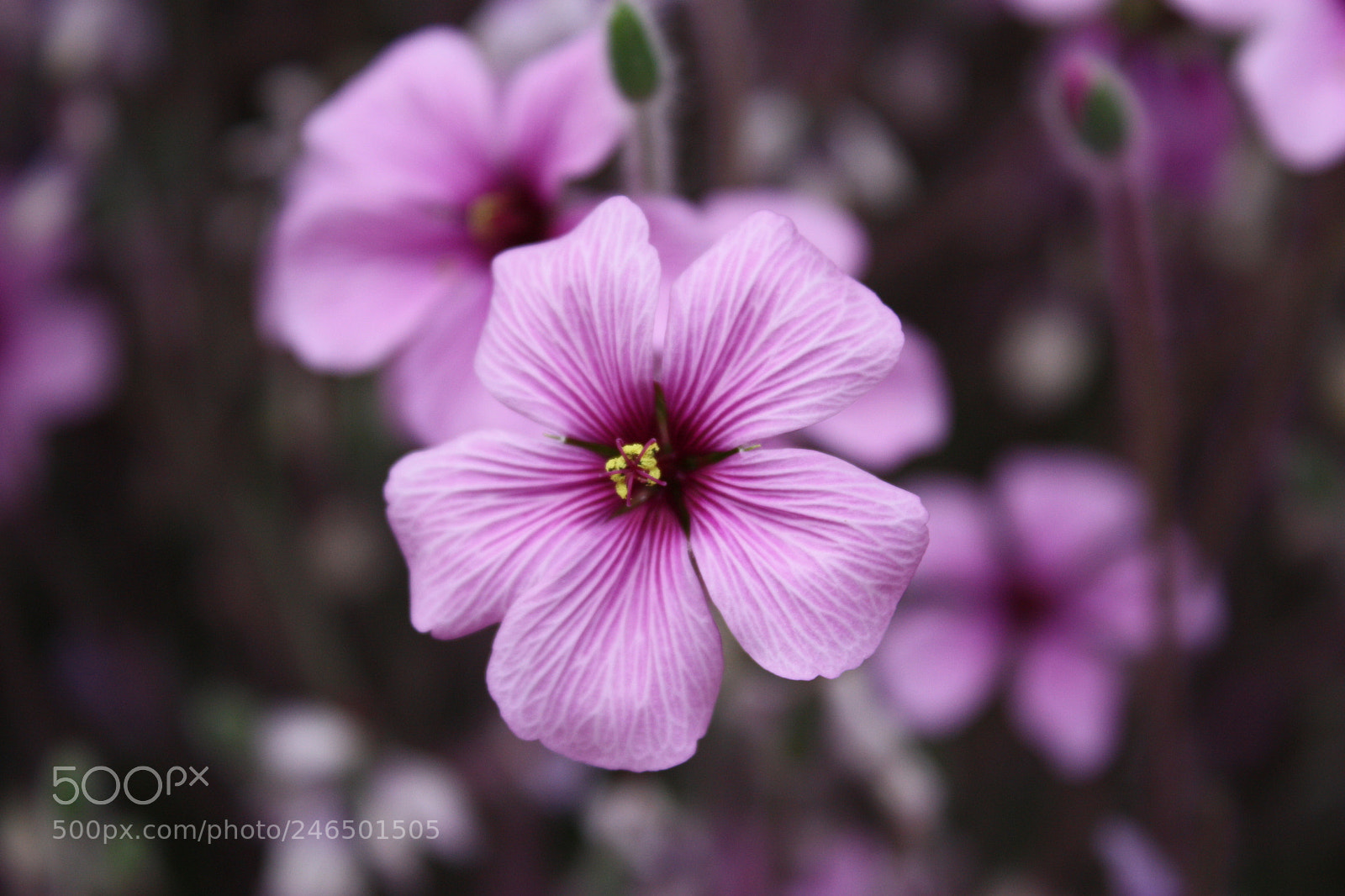 Canon EF-S 18-55mm F3.5-5.6 IS sample photo. Parc floral de paris photography
