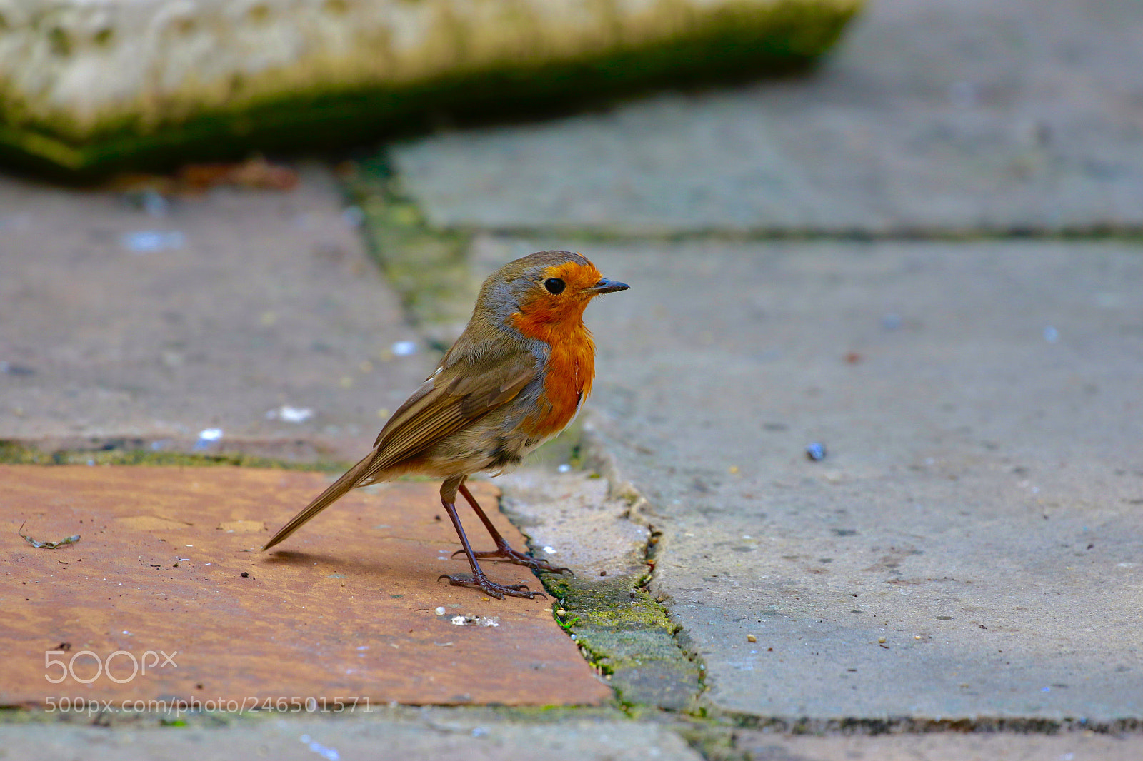 Canon EOS 7D Mark II sample photo. Untitled photography