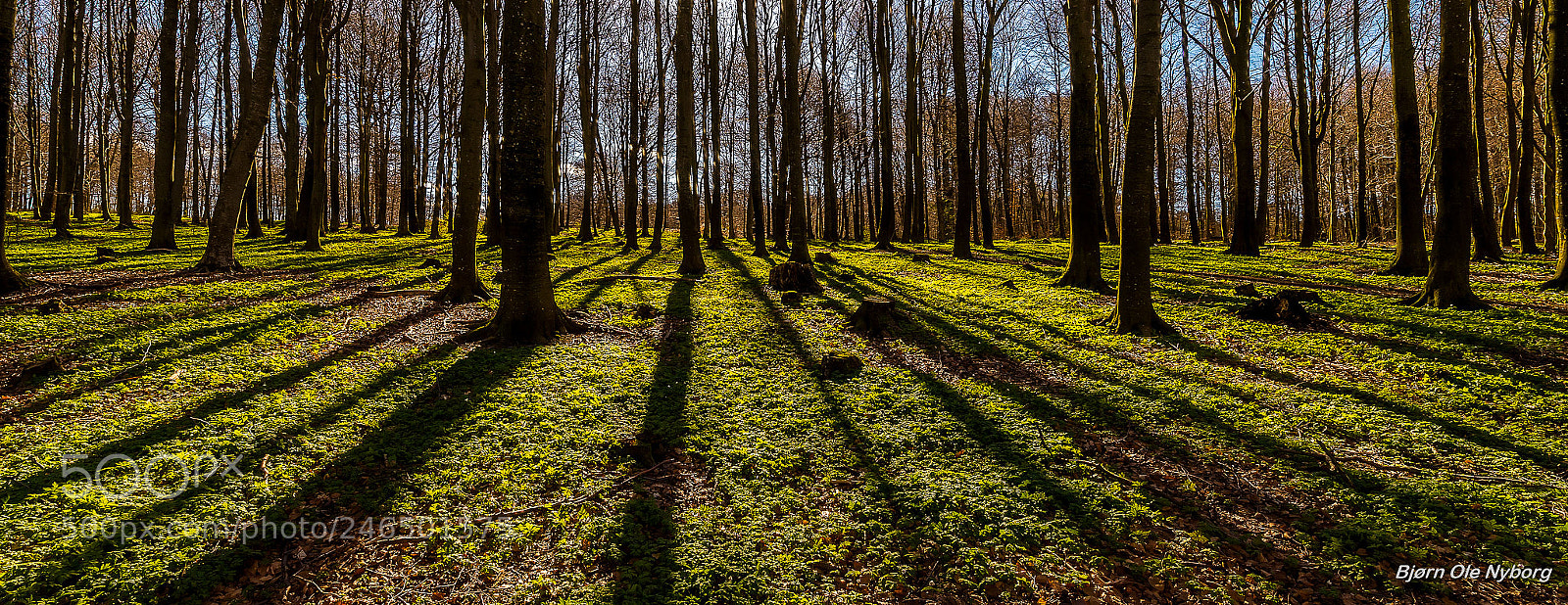 Nikon D4 sample photo. Light of spring photography