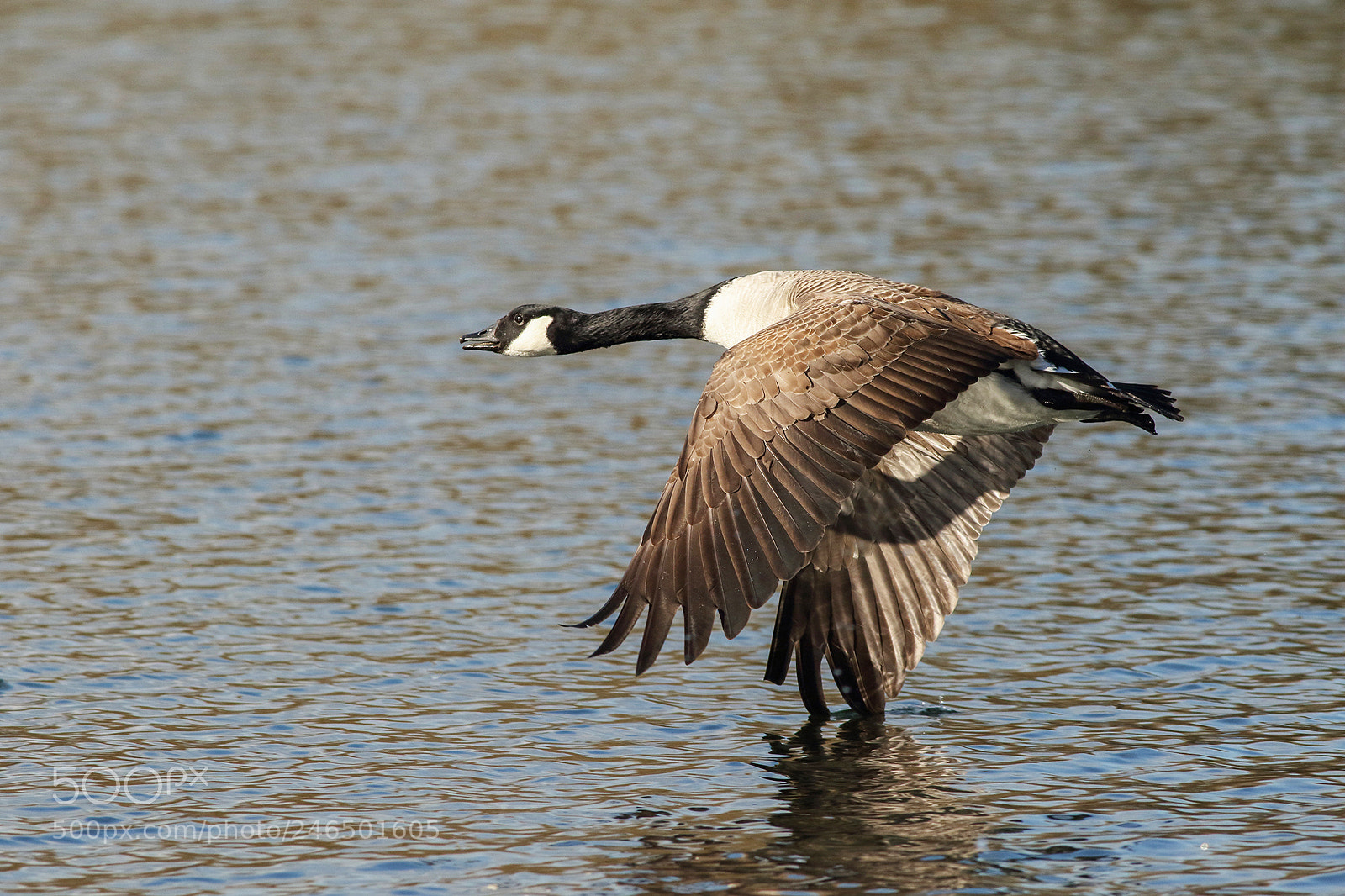 Canon EOS 7D Mark II sample photo. Goose in flight. photography