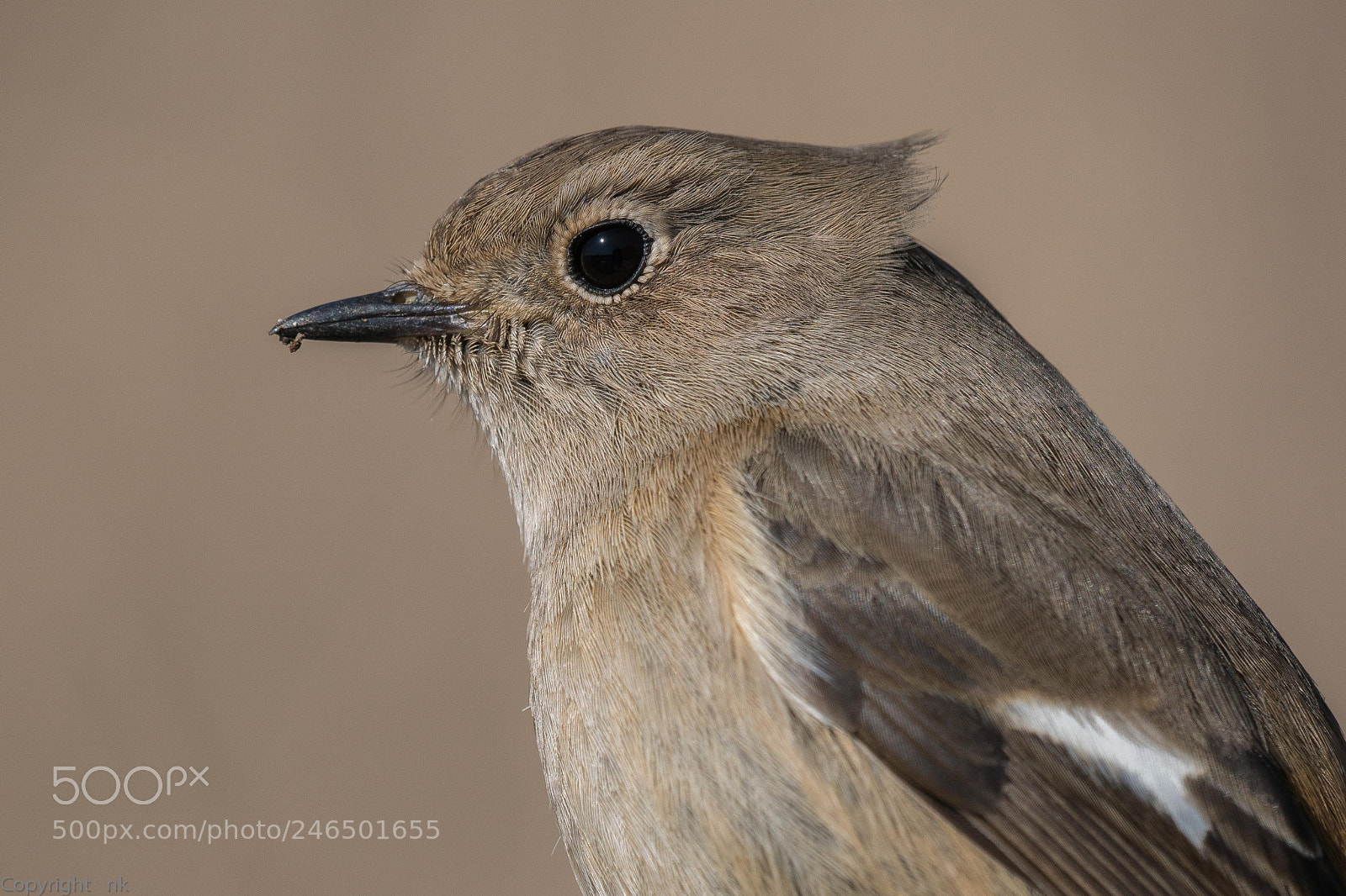 Sony a6500 sample photo. Daurian redstart  female photography