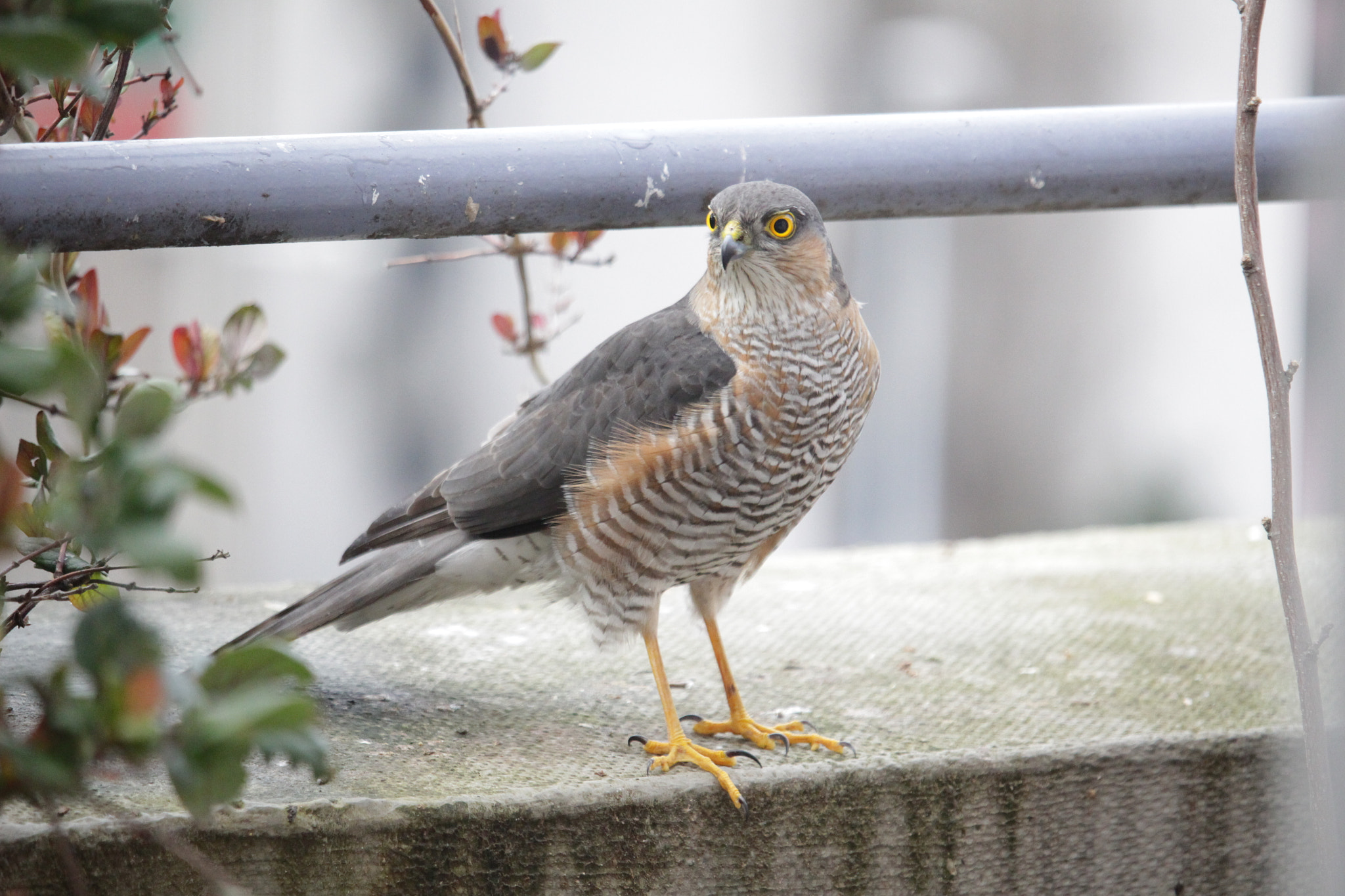 Canon EF-S 55-250mm F4-5.6 IS STM sample photo. Faucon - falcon photography