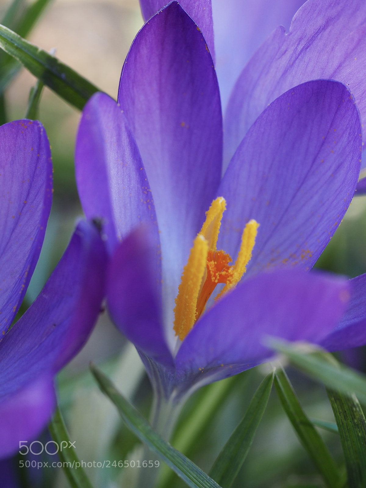 Olympus OM-D E-M10 II sample photo. Ik kus de lente photography