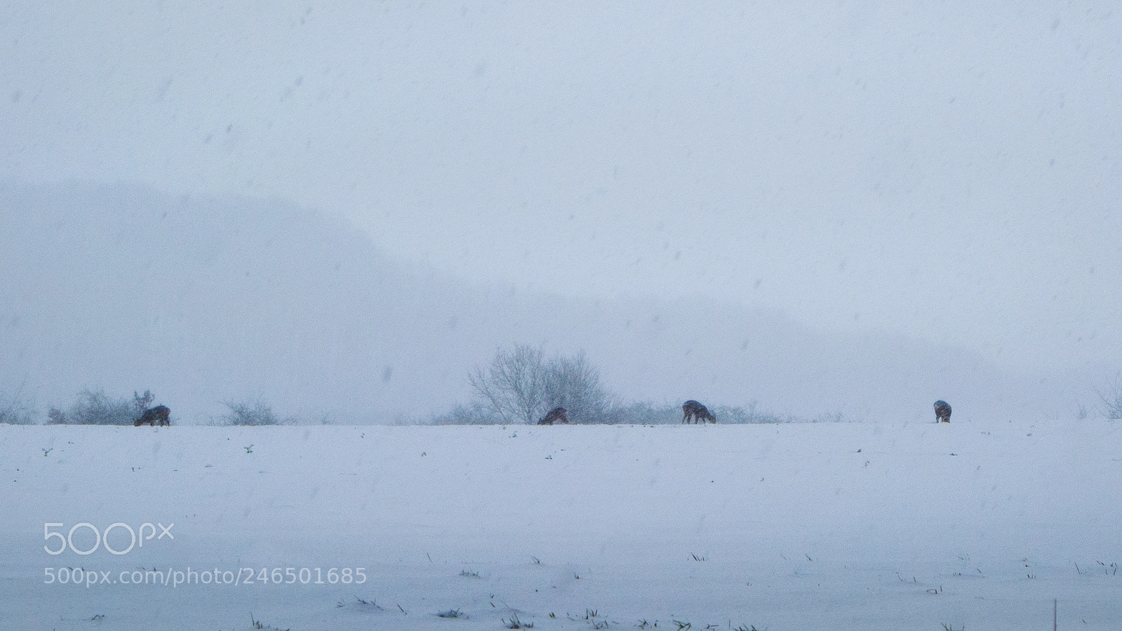 Nikon D5200 sample photo. Wintertime photography
