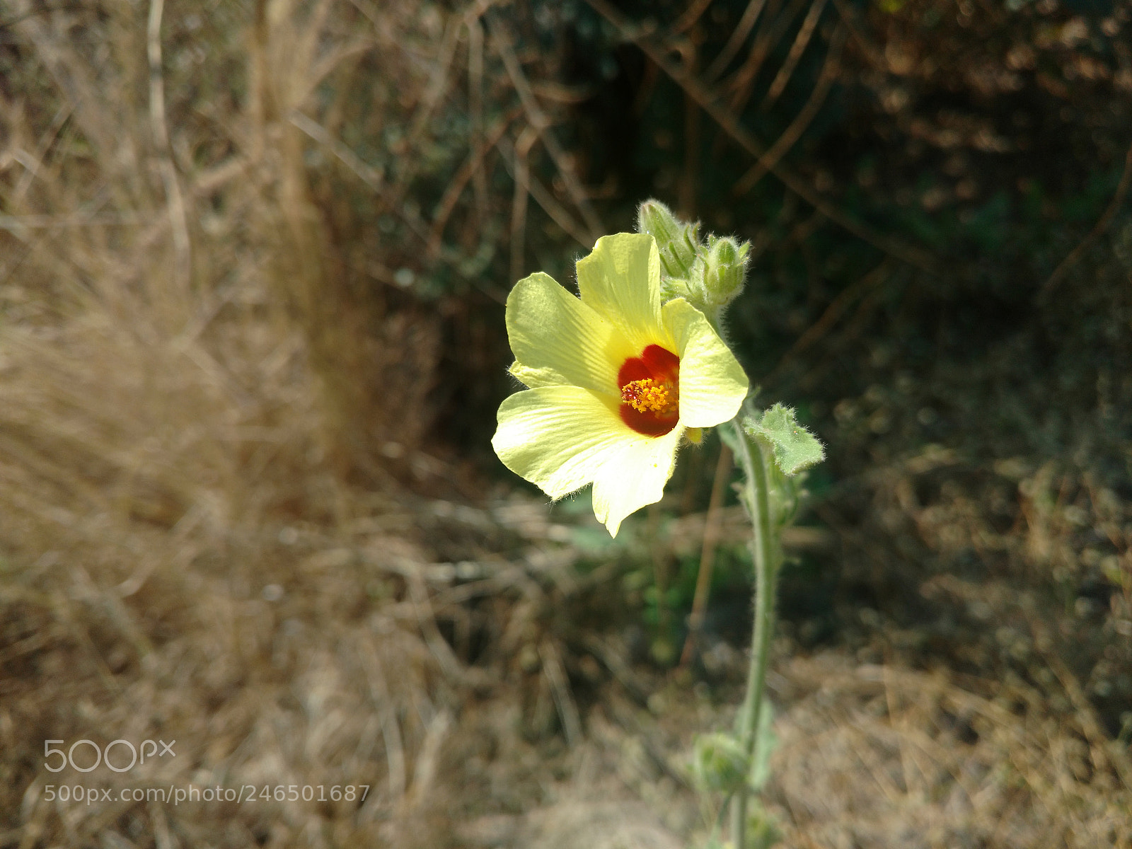 Motorola Moto X Play sample photo. Flower photography