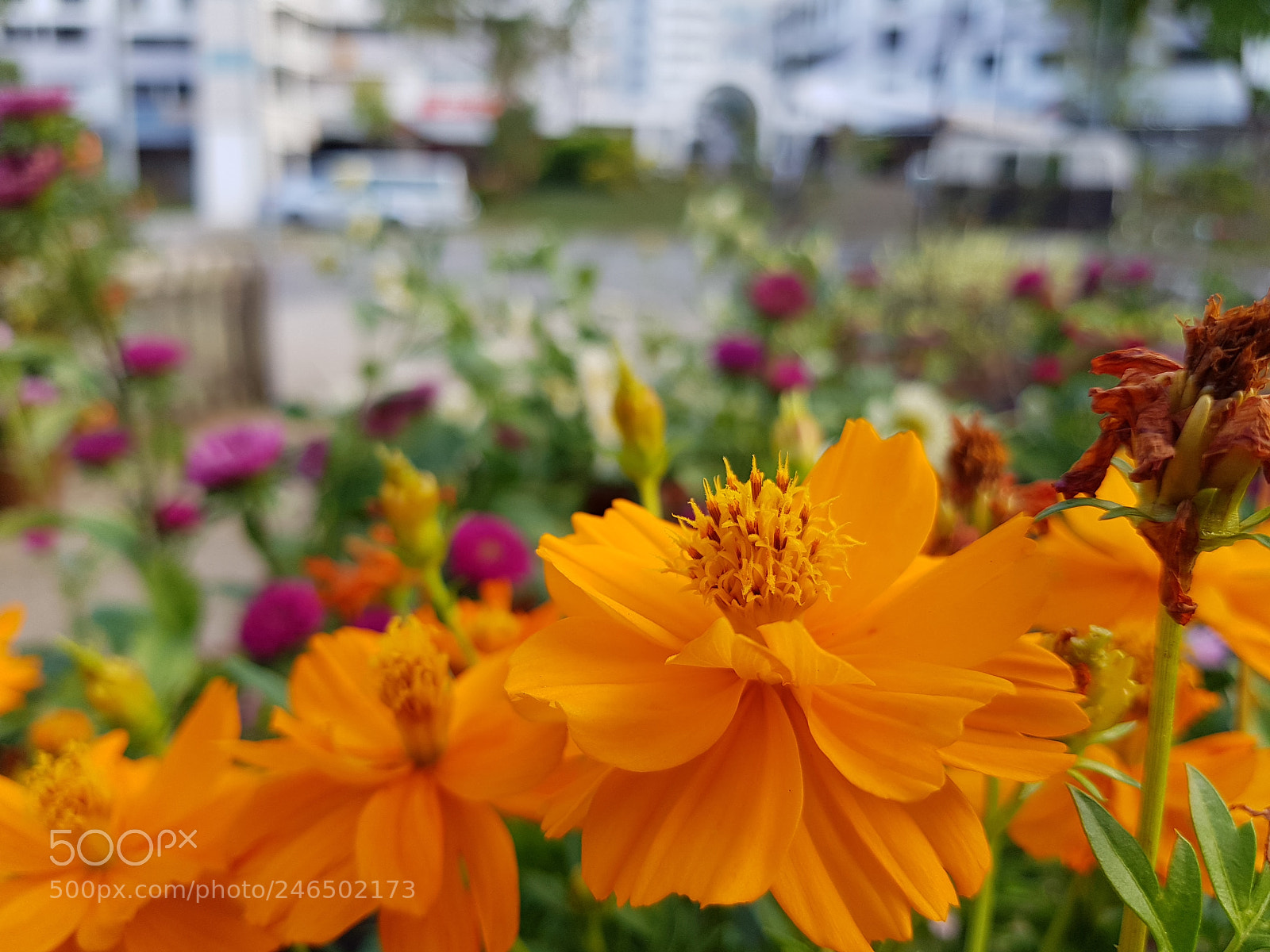 Samsung Galaxy S8+ sample photo. Magnolia photography