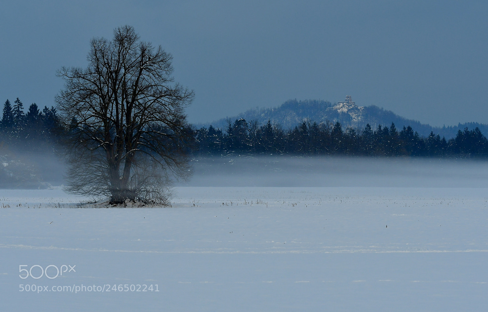 Nikon D500 sample photo. Winter in the field photography