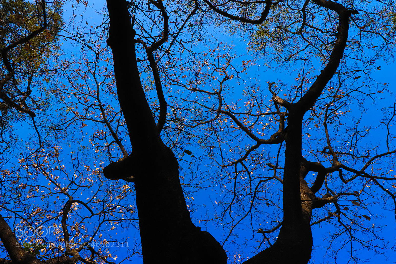 Canon EOS 200D (EOS Rebel SL2 / EOS Kiss X9) sample photo. Trunks and branches photography