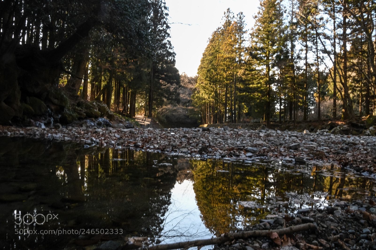 Nikon D500 sample photo. Reflections photography