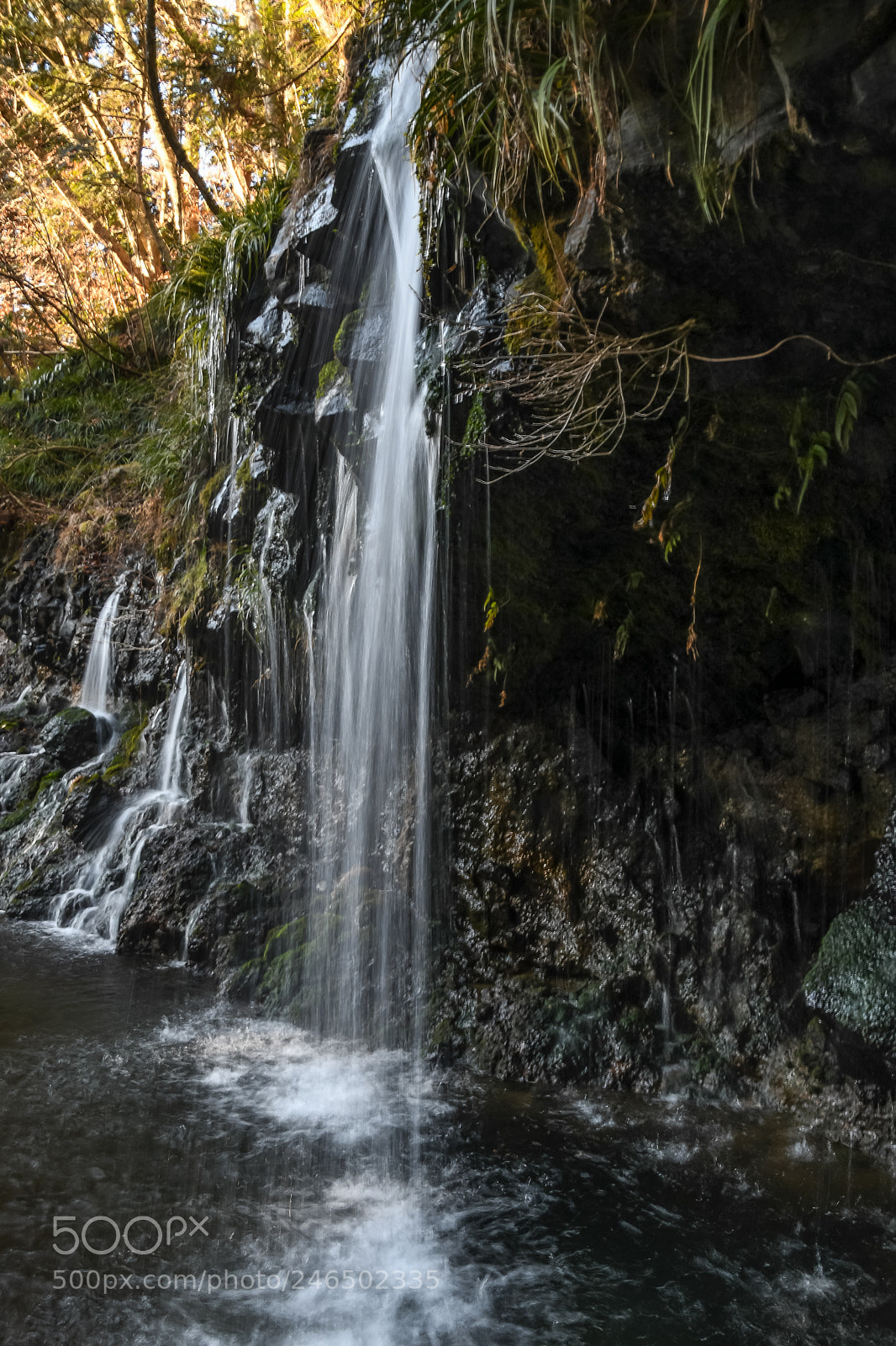 Nikon D500 sample photo. Fall 2 photography