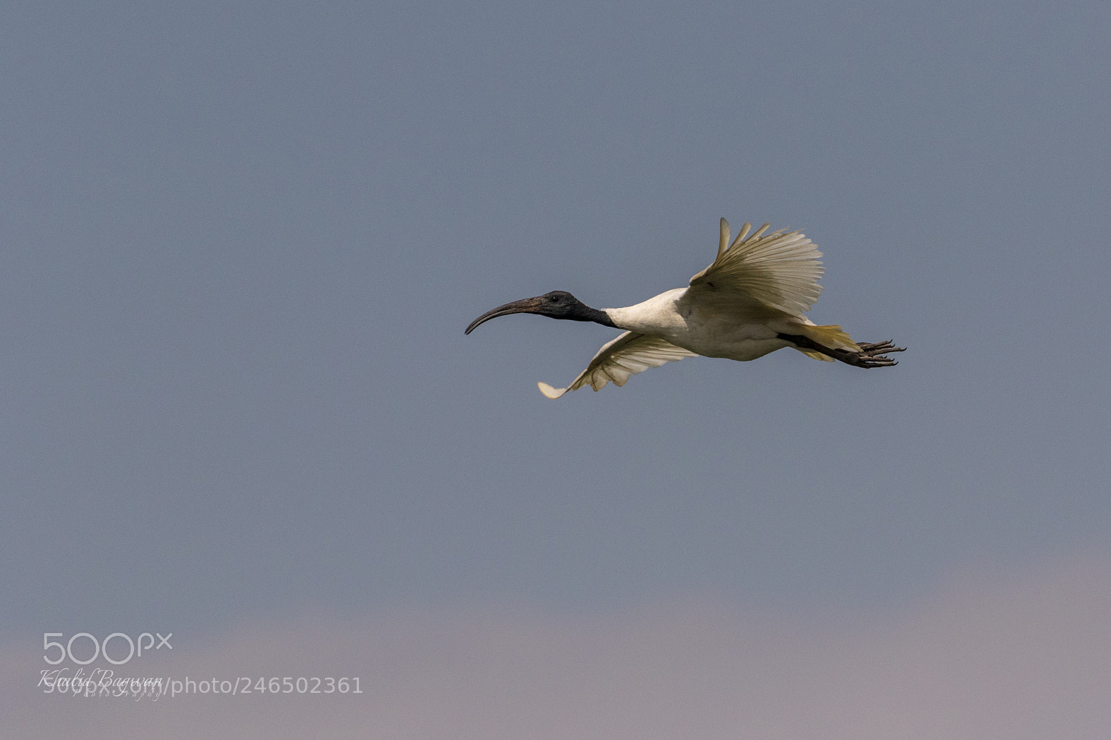 Canon EOS 7D Mark II sample photo. Black headed ibis photography