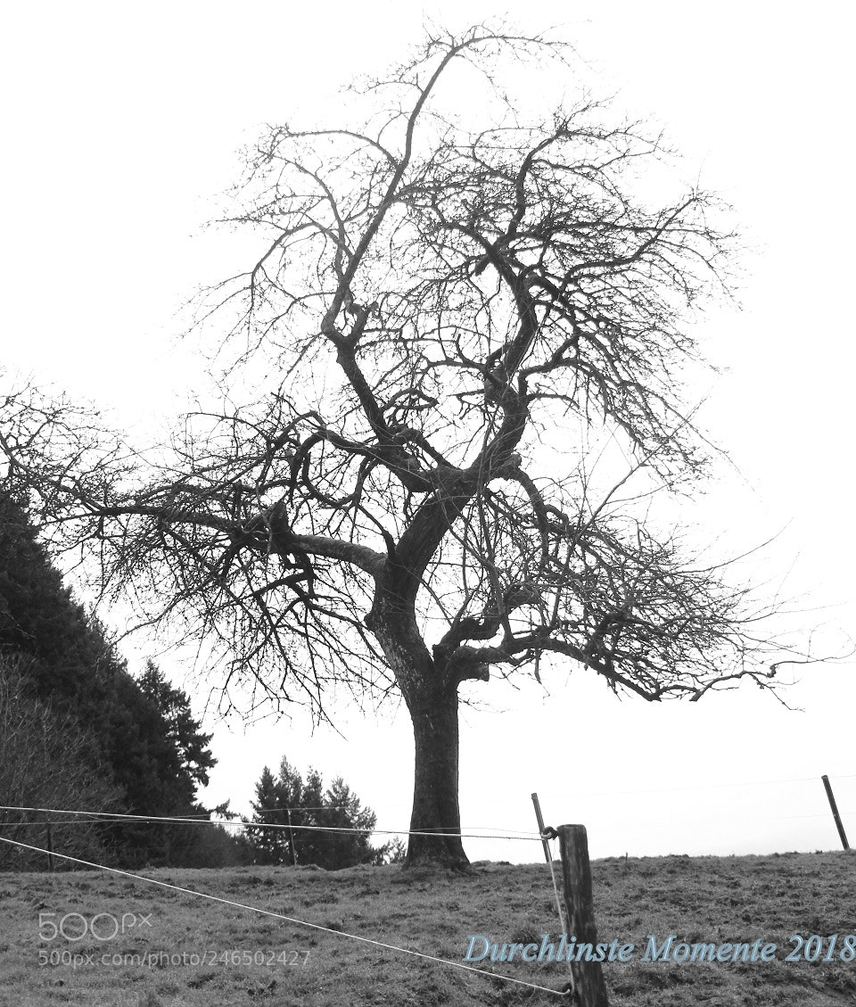 Canon EOS 700D (EOS Rebel T5i / EOS Kiss X7i) sample photo. Tree in rest photography