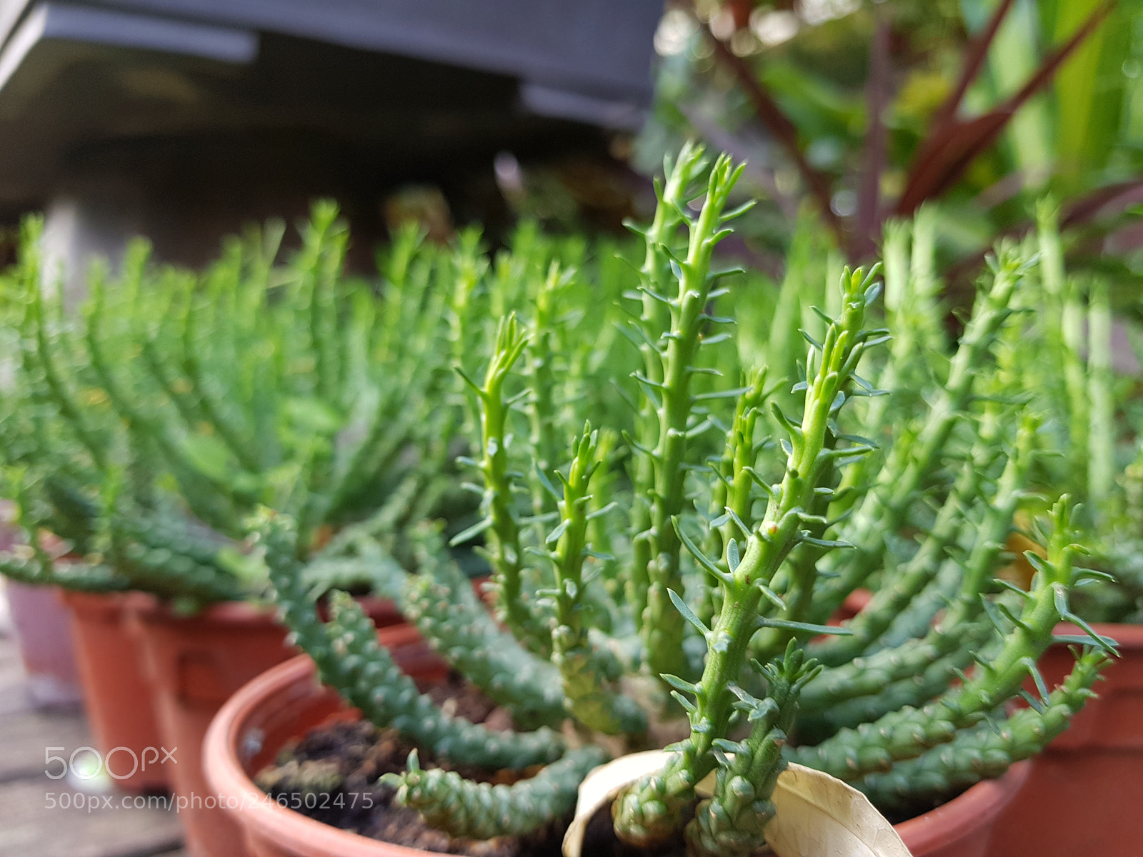 Samsung Galaxy S8+ sample photo. Cactus photography