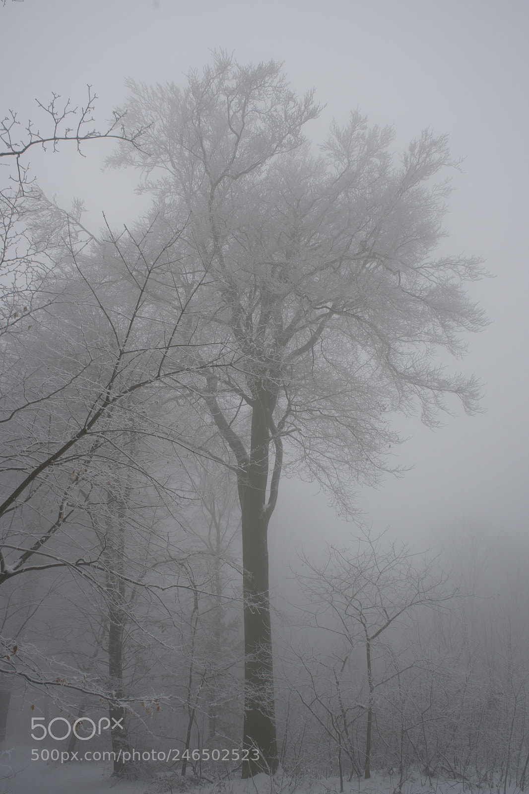 Sony a7 sample photo. Nordic palm photography