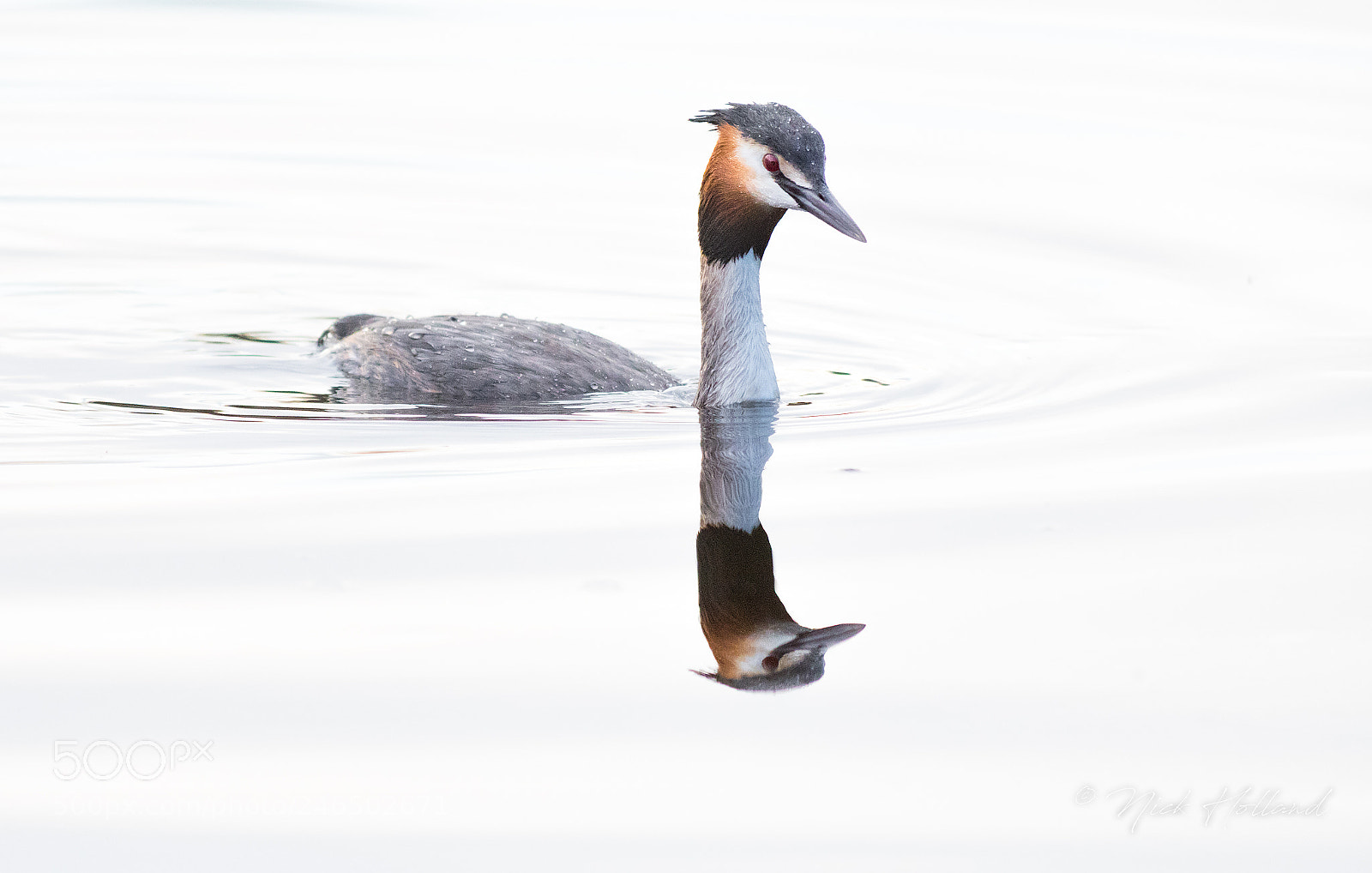 Nikon D500 sample photo. Great crested grebe photography