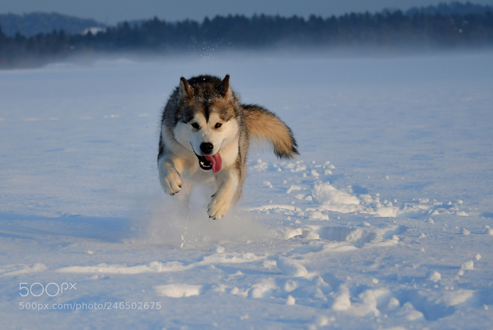 Nikon D500 sample photo. Enjoying the snow photography