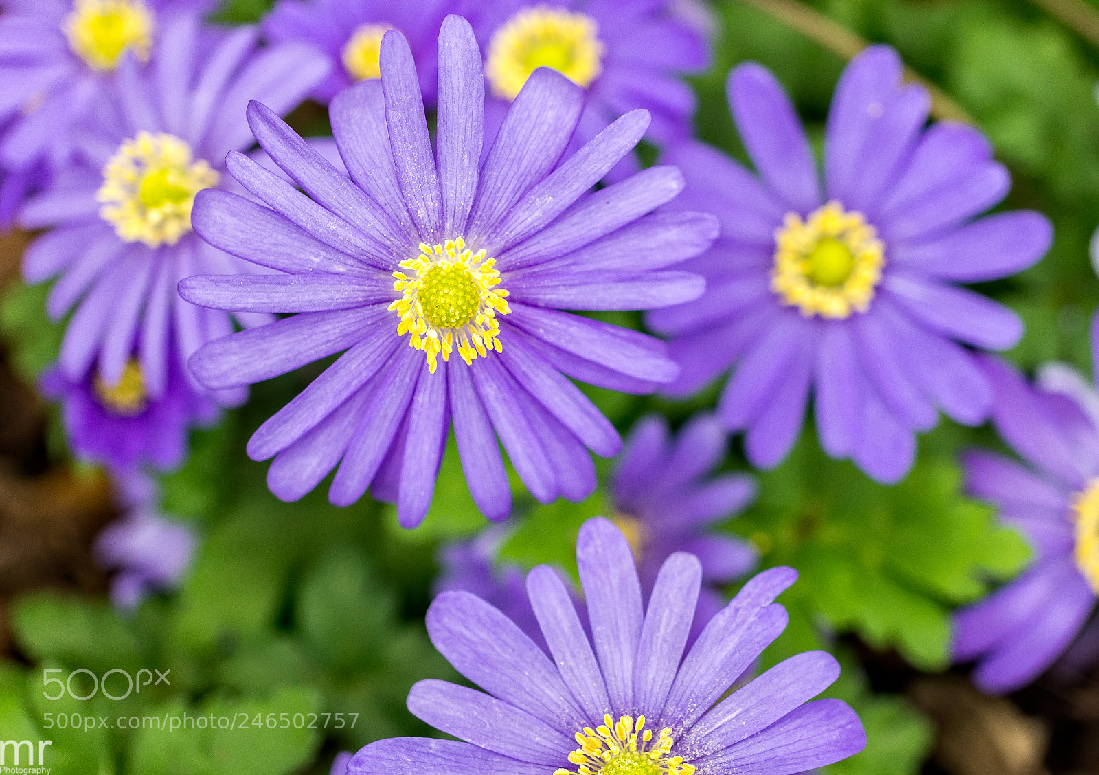 Sony Alpha NEX-5 sample photo. 29679531031.jpg photography