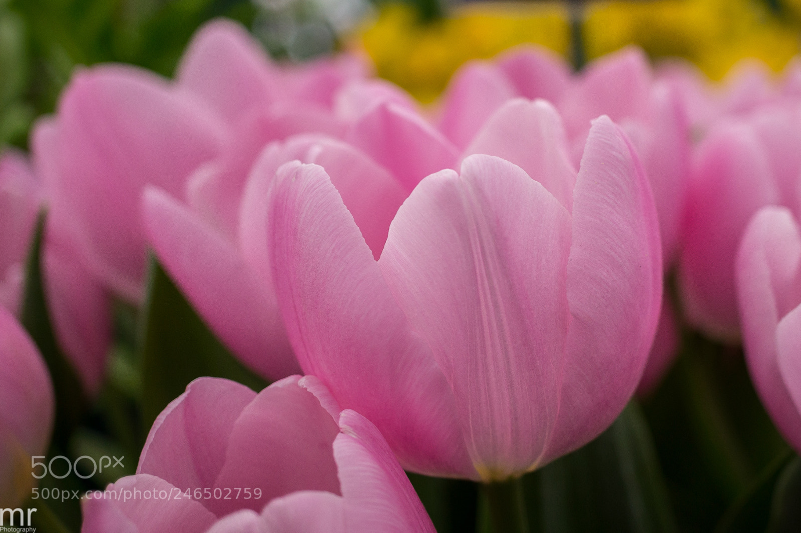 Sony Alpha NEX-5 sample photo. 29679527481.jpg photography